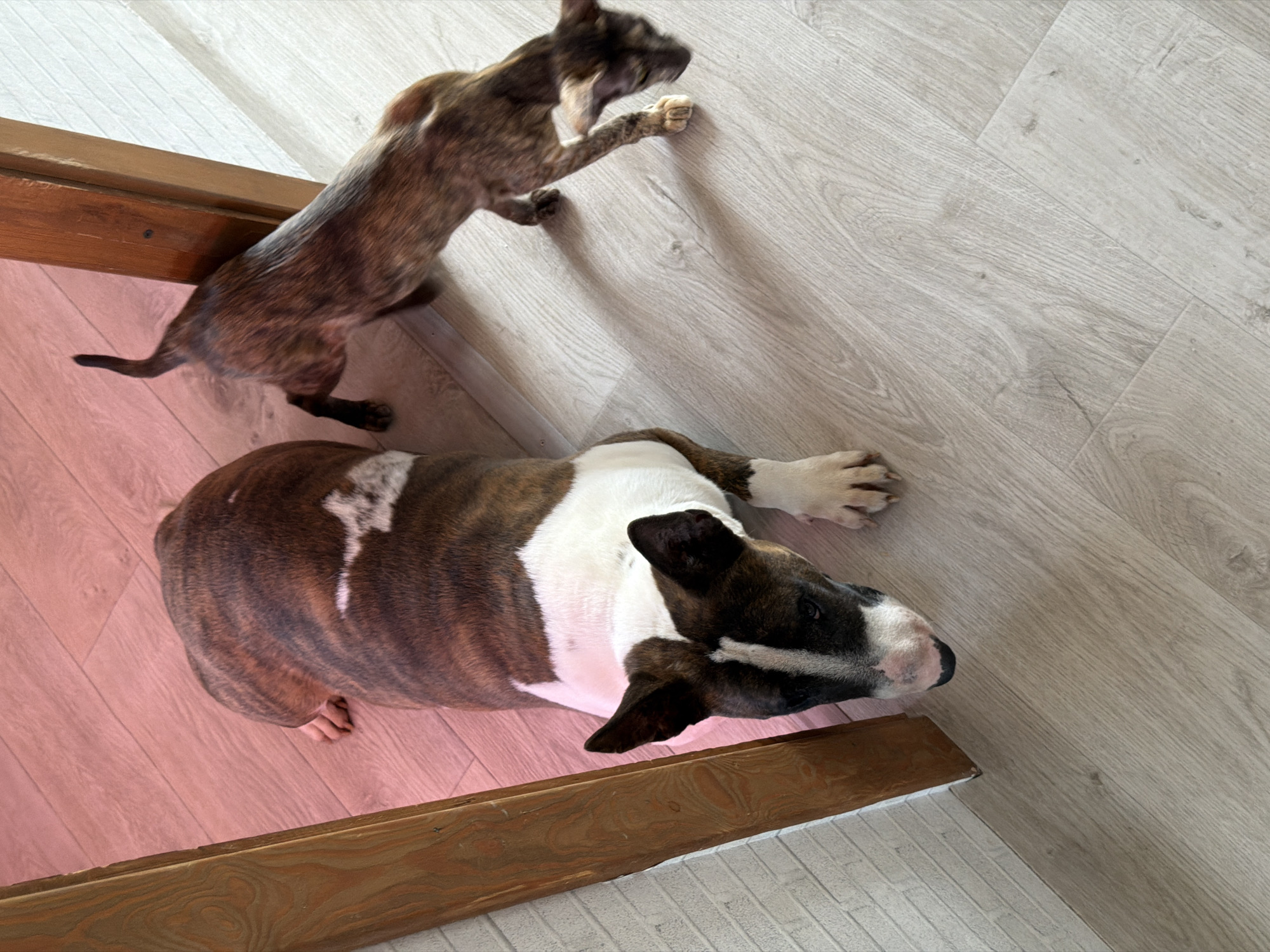 An overhead, slightly angled shot captures two brindle-patterned animals on a wooden floor, separated by a wooden beam. In the upper left, a slender, brindle cat, possibly a kitten, stands on its hind legs with its front paws raised, appearing to playfully interact with the dog. Its body is taut and lean, reflecting its energetic posture. Below the cat, mostly filling the lower right half of the frame, is a Bull Terrier dog, predominantly brown brindle with large white patches, lying on its side. Its head is turned towards the wooden beam and the cat, with a relaxed expression.
The setting is indoors, featuring two distinct types of wooden plank flooring. The area where the dog is lying has reddish-brown planks, while the area where the cat is standing consists of lighter, greyish-white planks. A sturdy wooden beam or threshold diagonally crosses the image, acting as a divider between these two floor sections. The lighting is bright and even, characteristic of daytime, casting subtle shadows from the cat onto the lighter floor. There is no visible text. The image captures a moment of playful interaction between the two pets in a cozy home environment in Chaikovsky, Russia.