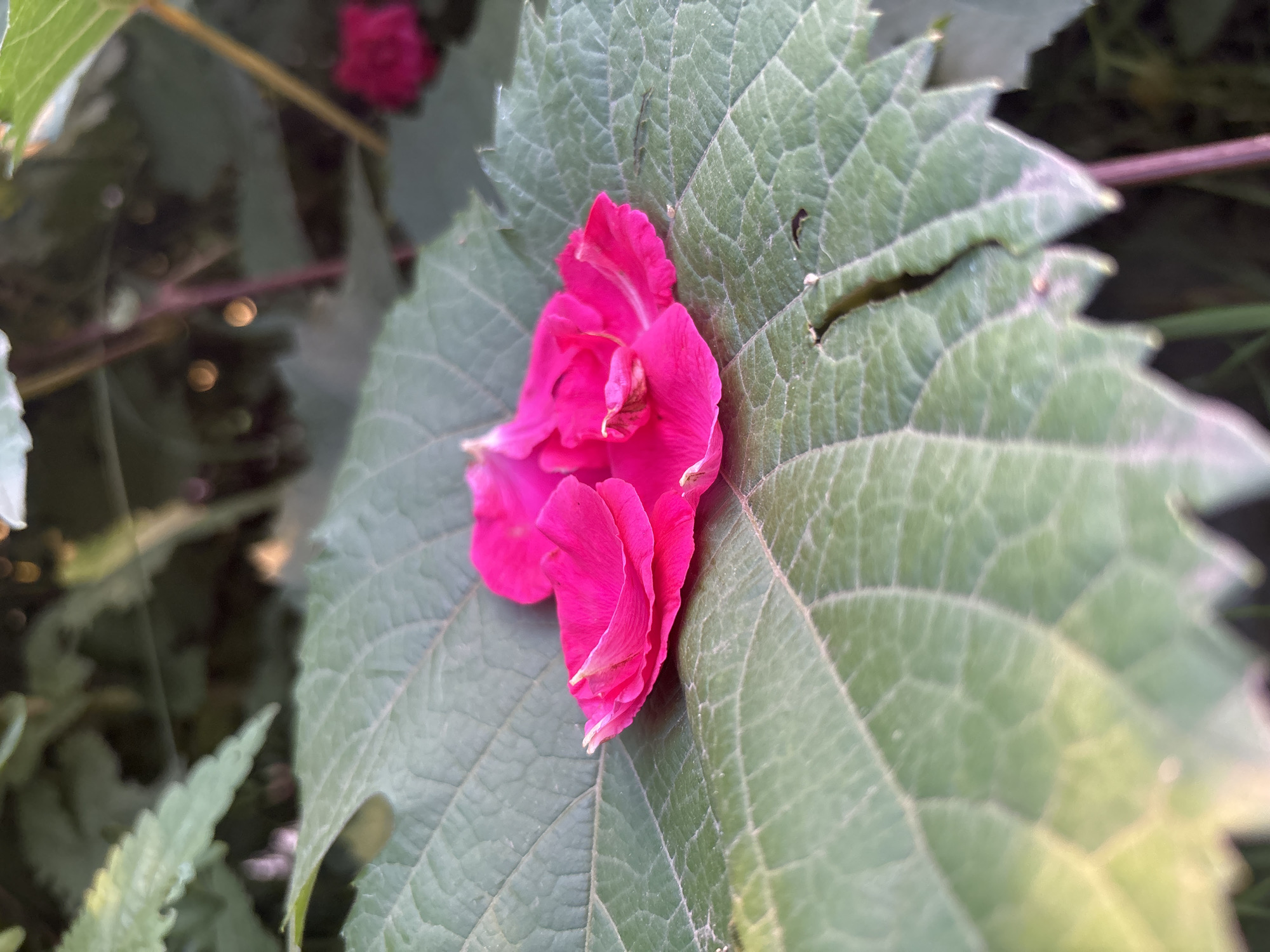 A close-up, vertical shot shows bright pink petals from a flower resting on a large, green leaf with prominent veins. The leaf is textured and has jagged edges. In the background, out of focus, are more green leaves and plant stems, with some blurred red flowers visible further back. The lighting suggests an outdoor setting during the day.