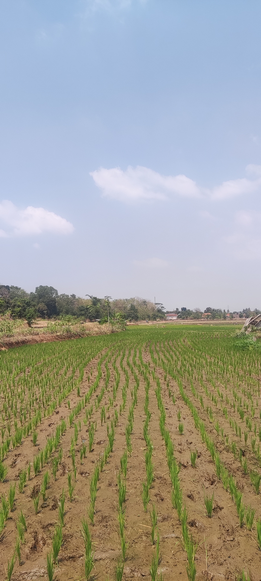 The image captures a vertical view of a young rice paddy field in Panongan, Indonesia, under a bright, partially cloudy sky. The field is divided into rows of meticulously planted young rice stalks, which appear green and upright against the muddy, brown soil. The planting pattern suggests agricultural cultivation.
In the background, a line of trees and vegetation forms a natural boundary, separating the field from a sparsely populated area with a few buildings and structures visible. One building, with a red roof, stands out slightly. The overall environment is rural and agrarian, typical of rice-farming regions. The lighting indicates it is daytime, likely morning or afternoon, with the sun casting a gentle illumination. There are no people or animals present in the frame. The image focuses on the agricultural landscape and its immediate surroundings.