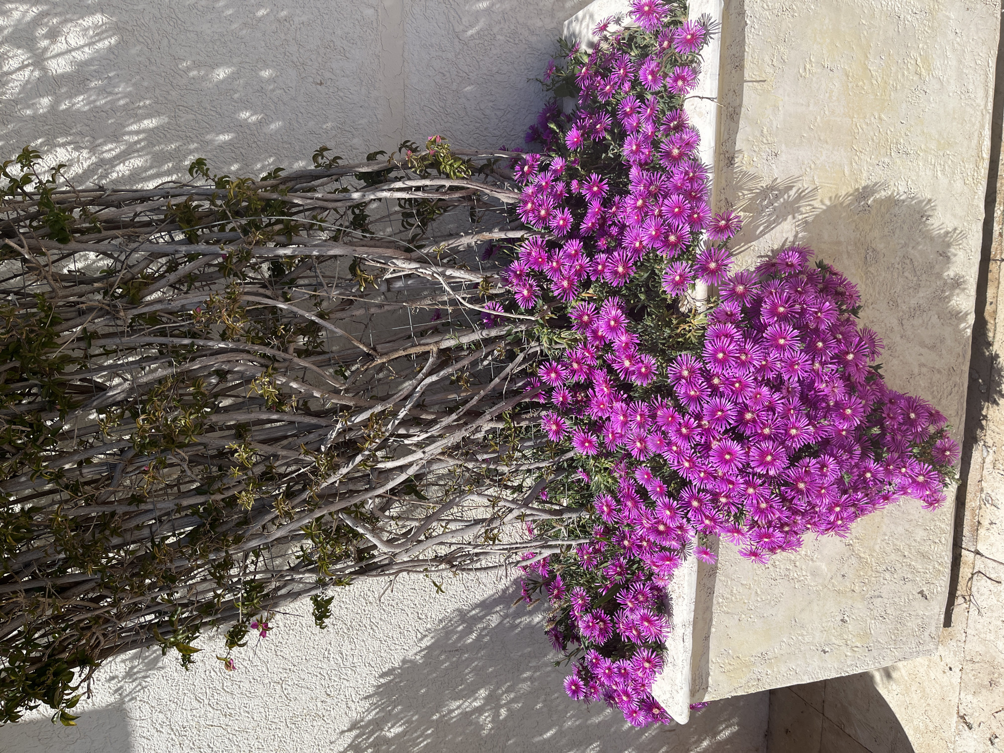 This media file captures an outdoor scene featuring a vibrant flowering plant growing against a light-colored textured wall, likely in Boreti, Montenegro. The image is composed vertically, showing the plant extending from left to right across the frame.
The main subject is a climbing or creeping plant, possibly an ice plant (Delosperma cooperi) or similar succulent ground cover, displaying two distinct growth patterns. On the left side, the plant consists primarily of intertwining, dry-looking woody branches with sparse green leaves, appearing to be supported by a wire trellis or mesh against a cream-white stucco wall. These branches cast intricate shadows onto the wall, suggesting bright sunlight.
Towards the right side of the image, the plant transitions into a dense mass of brilliant purple-pink, daisy-like flowers with yellow centers. These flowers completely cover a section of the plant, creating a striking contrast with the more subdued branches. The flowering portion is concentrated around and over a cream-colored, rectangular architectural element, possibly a raised planter, ledge, or part of a building structure. This element also casts a defined shadow to its right, indicating strong, directional sunlight.
The scene depicts a sunny day, with clear skies implied by the crisp, well-defined shadows of both the plant's branches and the architectural features. No people or activities are visible. The overall impression is one of natural beauty and lush flora thriving in a Mediterranean-style environment. There is no visible text in the image.