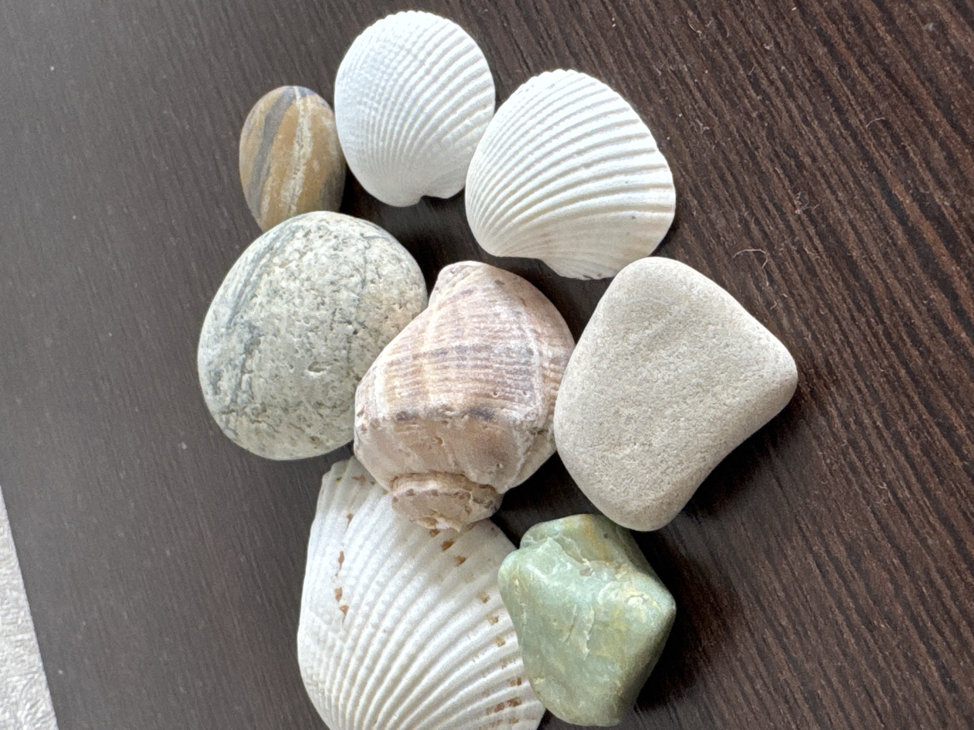 A collection of seashells and stones are arranged on a dark brown wooden surface. The objects include a large white seashell on the left, a beige spiral seashell in the center, and two smaller white fan-shaped seashells on the right. There are also several stones: a large, round, gray and white speckled stone, a small, oval stone with brown and tan stripes, a smooth, irregular green stone, and a flat, light gray stone. The lighting suggests an indoor setting, possibly a table. The image does not depict any specific location in Яромінскі сельскі Савет, Belarus, as it is a general still life arrangement.