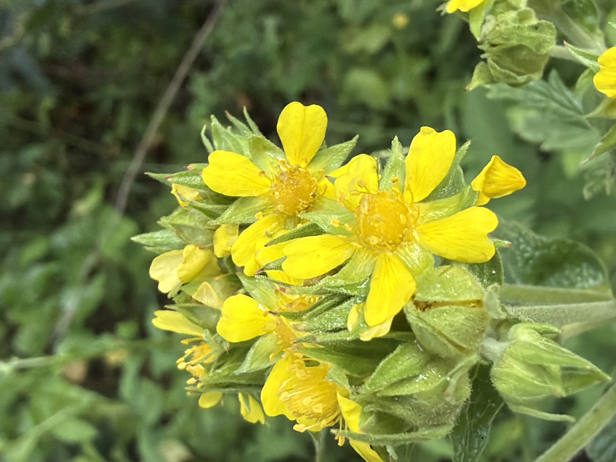A close-up, eye-level shot captures a cluster of bright yellow flowers with five petals each, set against a softly blurred background of green foliage. The flowers are in various stages of bloom, with some fully open and others still partially closed buds. The foreground shows the textured green sepals of the flower buds, some of which appear to be covered in fine hairs. The environment suggests an outdoor setting, likely a garden or natural area, in Tsiolkovsky, Russia, given the prompt's context. There are no people or animals visible in the image.
