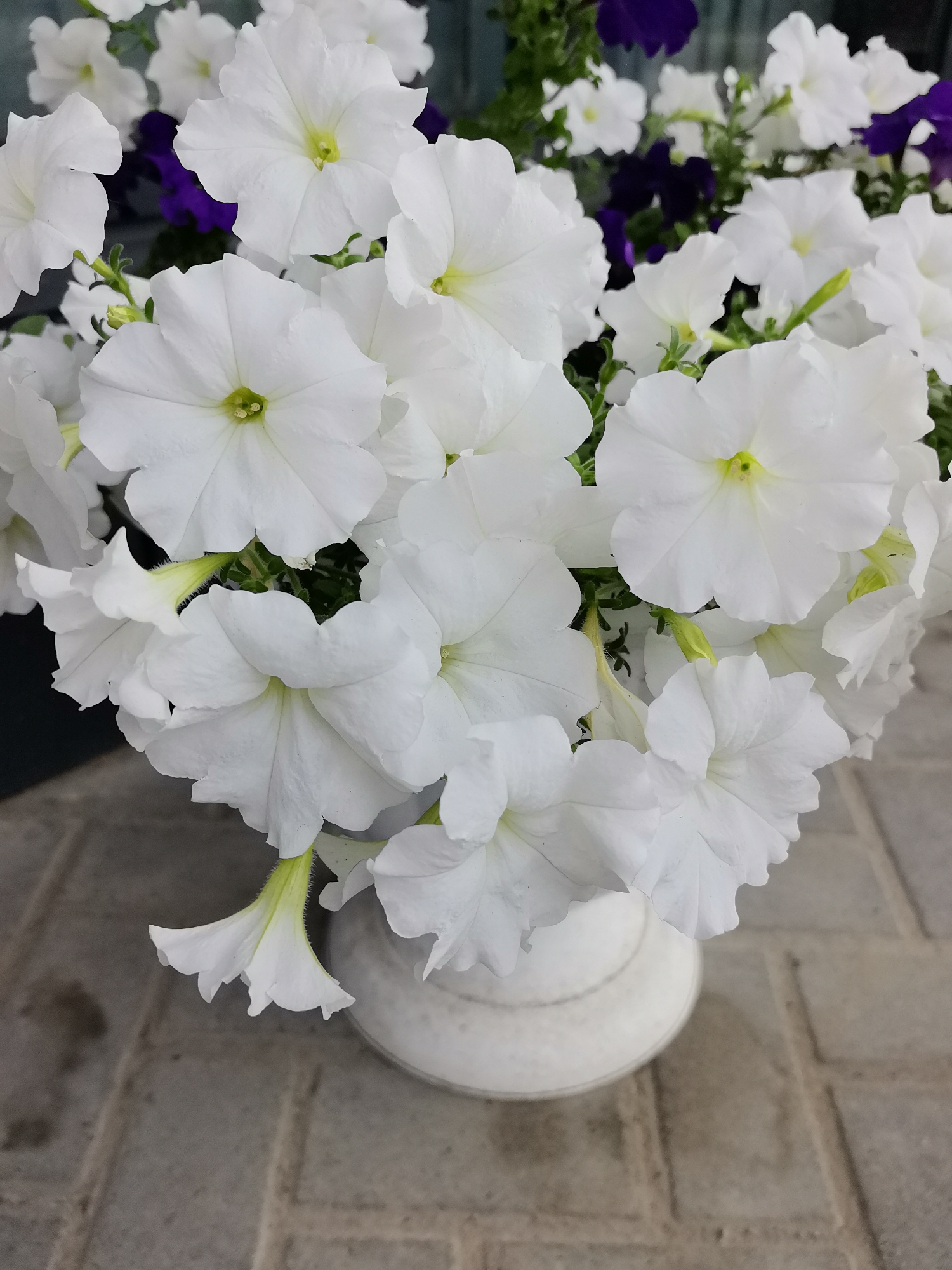 A close-up, overhead shot shows a bouquet of white petunias in a white ceramic pot. The flowers are large and trumpet-shaped, with delicate, ruffled petals. Some purple petunias are visible in the background. The pot is sitting on a light-colored brick patio. The image appears to be taken outdoors during the daytime. The location is not specified.