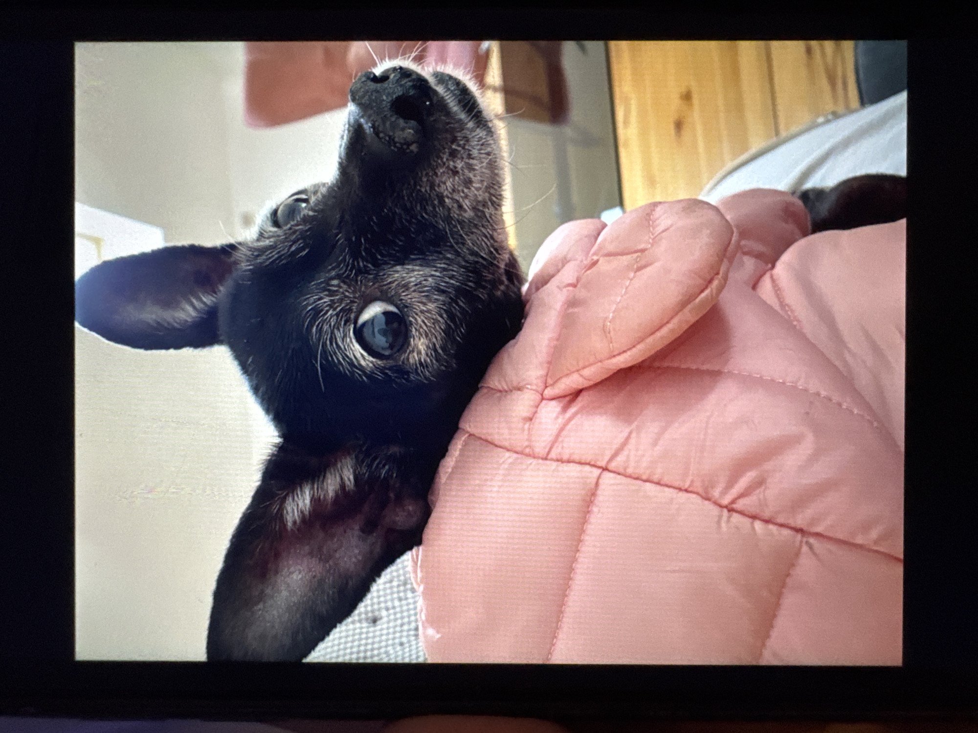 A close-up, portrait-style photograph shows a black dog with white hairs around its muzzle and eyes. The dog's head rests on a pink, quilted object, possibly a jacket or blanket. The dog's large ears are perked, and its eyes are wide open, looking to the left. The background is blurred, showing hints of furniture and wooden paneling, suggesting an indoor setting. There are no identifiable landmarks or clues to place this image in Plovdiv, Bulgaria.
