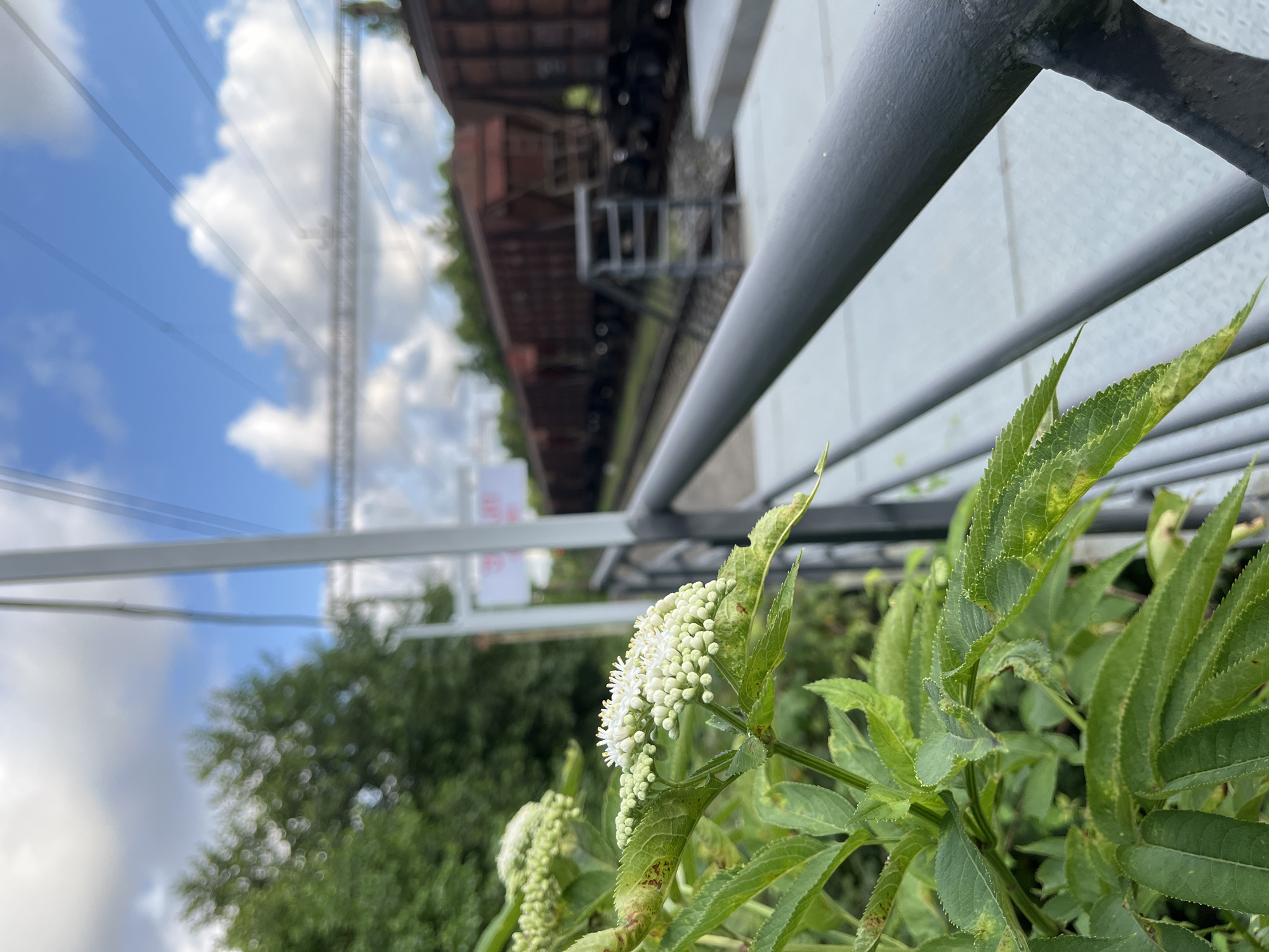 A close-up of white flowers in the foreground on the left side of the image. Behind the flowers is a dark metal railing that runs horizontally across the frame. Beyond the railing, a train track is visible, with a long train of dark red freight cars stretching into the distance. The train is on a track to the right of the flowers. The background shows a cloudy blue sky and green trees. The scene is likely a train station or a railway side in Ureki, Georgia.