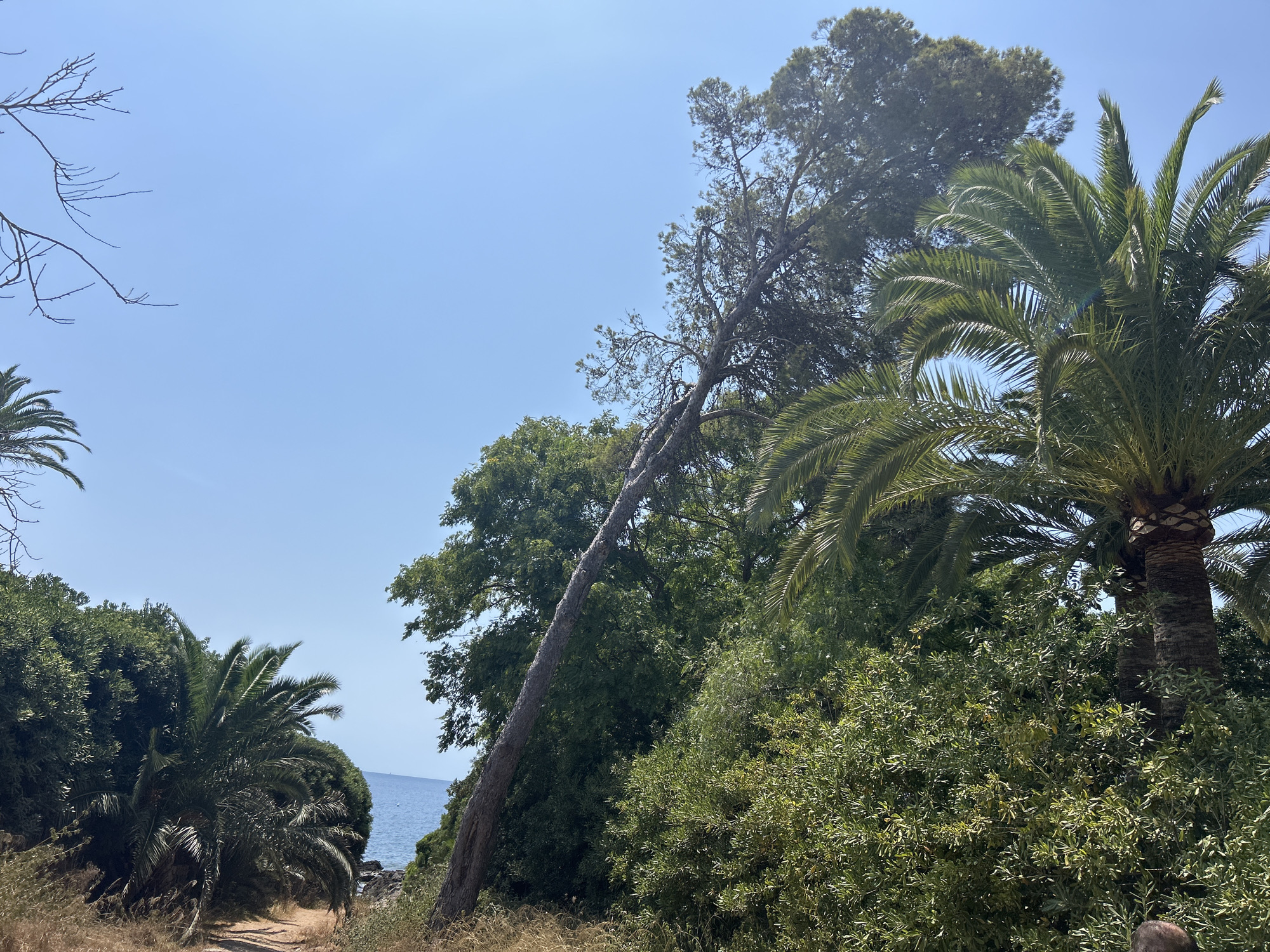 The image shows a path leading through lush vegetation and trees in Costa Des Pins, Spain. In the foreground, a dirt path winds through dry grass and low-lying bushes. Palm trees and other dense green foliage dominate the scene. To the left, a tall, thin pine tree leans significantly towards the right, its branches reaching towards the clear blue sky. In the background, the blue sea is visible, bordered by a rocky shoreline and more trees. The overall impression is of a sunny, coastal environment with abundant plant life.