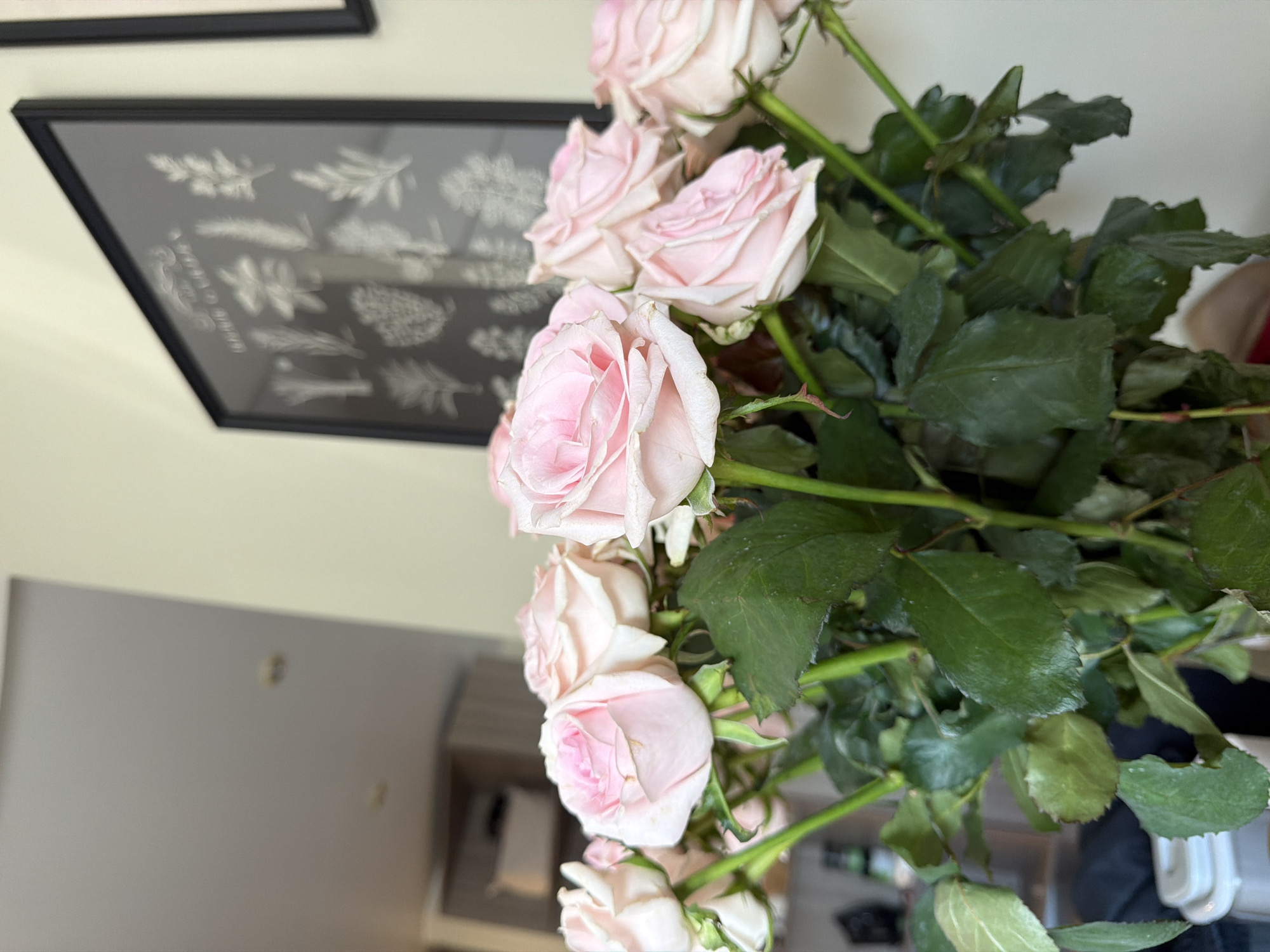 A bouquet of pale pink roses with green leaves is displayed against a light-colored wall. In the background, a framed print with botanical illustrations is visible. The print features drawings of various plant species, outlined in white against a dark background. The roses, with their delicate petals, are the primary focus of the image. Their stems are a vibrant green, and the leaves are a rich, deep green. The lighting suggests it is daytime, possibly indoors with natural light. The overall mood is serene and elegant. No people are visible in the image.