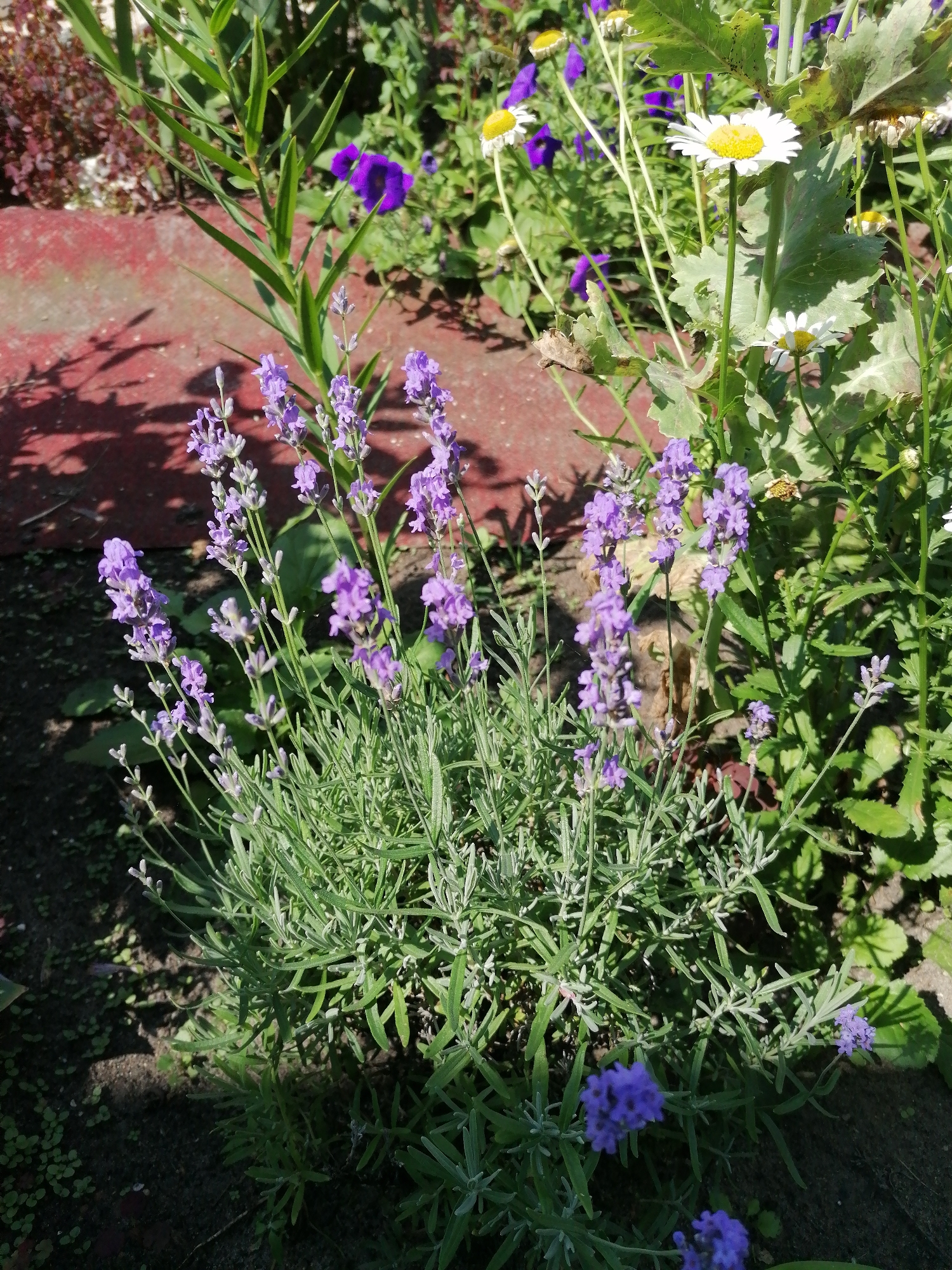 The image shows a close-up view of a garden bed in the village of Mylnikovo, Russia. The main focus is a bush of lavender with several purple flower spikes. Several daisy-like flowers with white petals and yellow centers are visible in the background, along with some purple bell-shaped flowers. The ground appears to be dark soil with some small green plants growing. A red-colored border or retaining wall is visible on the left side of the image. The scene is illuminated by sunlight, casting shadows. There are no people or animals present in the image.