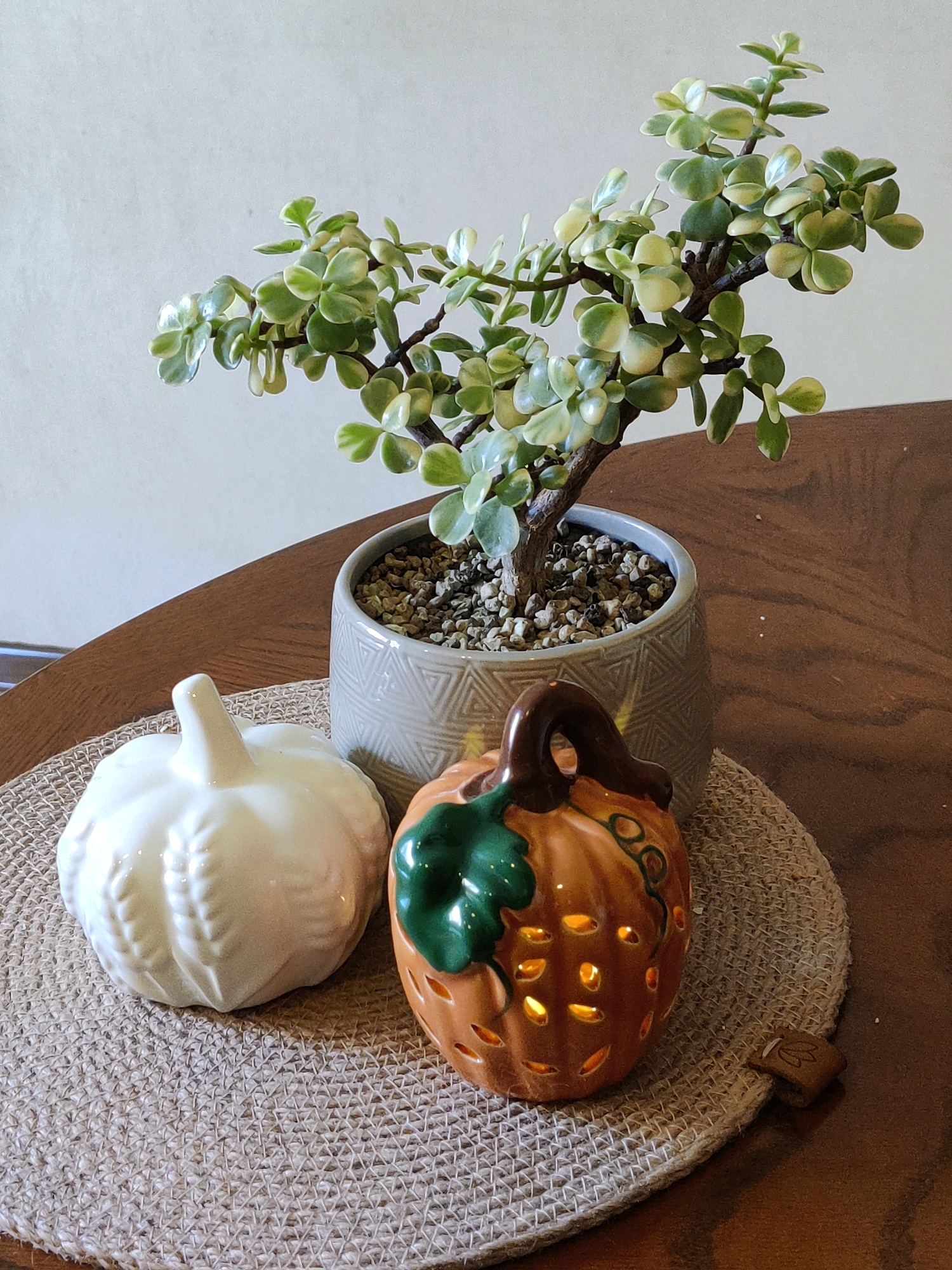 A still life photograph depicts a small, variegated jade plant in a textured gray pot placed on a wooden table. Beside the pot, on a round, woven placemat, are two decorative pumpkins. The pumpkin on the left is white ceramic with ribbed detailing and a short stem. The pumpkin on the right is orange ceramic with cut-out windows that emit a warm, glowing light, and a dark brown stem and leaf. A small, brown, leaf-shaped embellishment is placed on the edge of the placemat. The background is a plain, light-colored wall. The image does not contain any elements that suggest a specific location in Krasnodar, Russia.