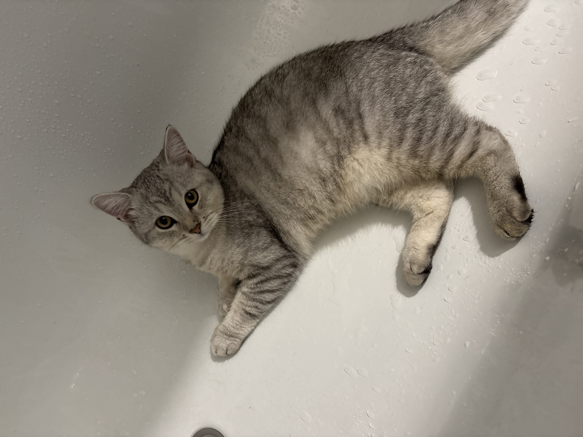 A silver tabby cat is lying on its side in a white sink or bathtub. The cat has grey fur with darker grey tabby markings on its body and tail. Its eyes are open and looking towards the camera. The sink or bathtub surface is wet, with numerous water droplets visible. The lighting suggests it is daytime. The background is entirely the white surface of the sink or tub. There is no visible text in the image. The scene is likely indoors, given the setting of a sink or tub. The cat appears relaxed.