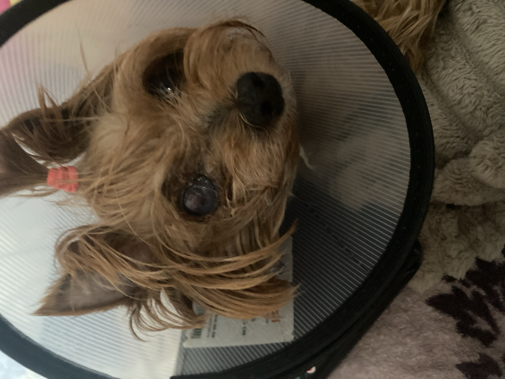 A close-up, eye-level shot shows a small, tan-colored dog wearing a clear plastic Elizabethan collar, also known as a "cone of shame." The dog's fur is somewhat messy, and its head is tilted slightly to the right. The dog's right eye appears dark and possibly injured, with a noticeable cloudiness or discoloration. A small, pink elastic hair tie is visible on top of its head, securing a tuft of fur. The background consists of a soft, textured blanket or fabric, with vertical lines visible on the inside of the plastic collar. No specific city or location details are discernible in the image.