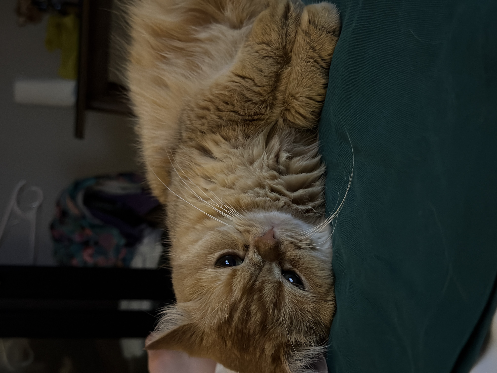 A fluffy orange cat is lying on its side on a dark green surface. The cat's eyes are open and looking towards the left of the frame. The background is blurred and shows some furniture and clothing. There are no people in the image. The scene is indoors and appears to be a domestic setting. The image does not provide any information about the location in the city of Đà Nẵng, Vietnam.