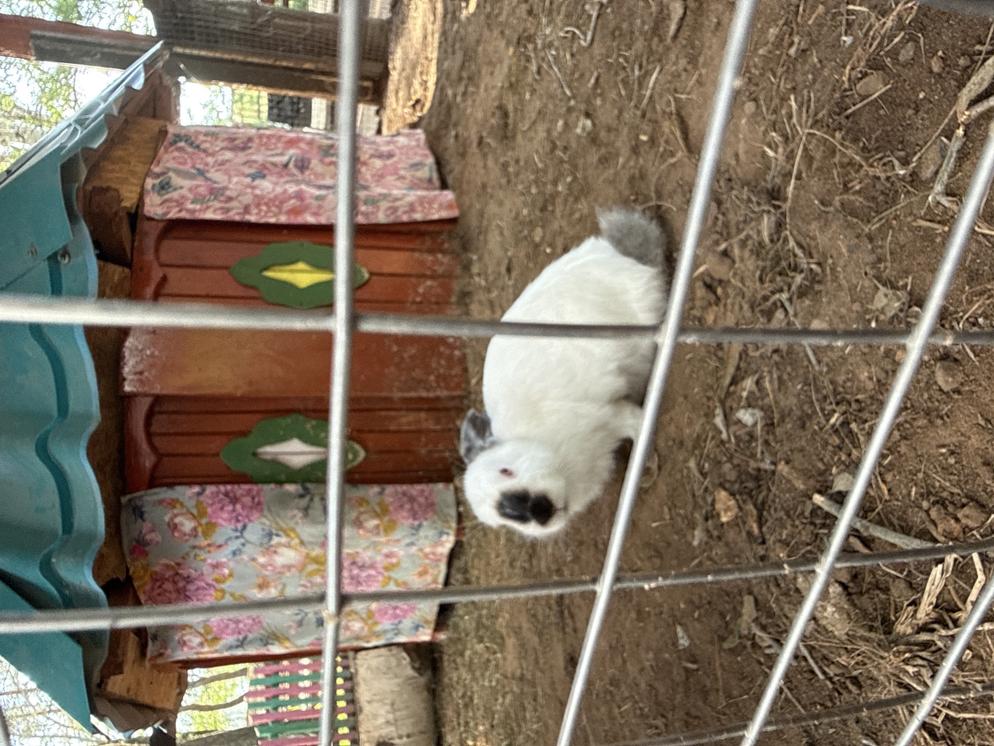 A white rabbit with gray ears and a black nose stands on dirt in front of a small wooden structure. The structure has a teal roof and orange doors adorned with green diamond shapes. Floral-patterned curtains hang on either side of the doors. A metal fence is in the foreground, obscuring some of the view. The background shows trees and a colorful fence.