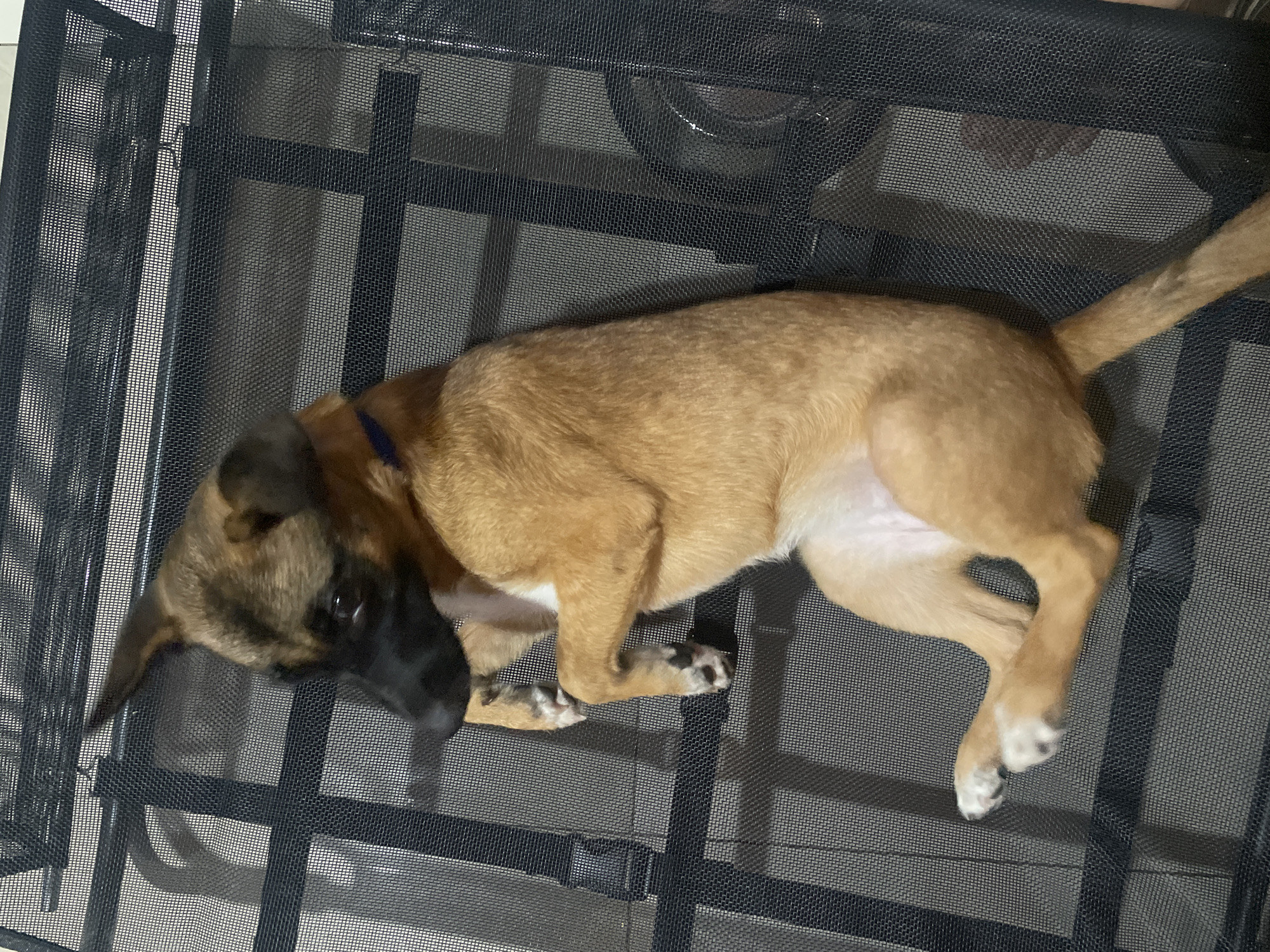 A light brown dog with black markings on its face and ears is lying on its back on a black mesh surface. The dog is positioned diagonally in the frame, with its head towards the upper left and its tail towards the lower right. Its front paws are crossed over its chest, and its hind legs are splayed. The mesh surface appears to be part of a piece of furniture or a pet bed. The background is a neutral gray, with some indistinct shapes suggesting an indoor environment. The lighting is even, with no harsh shadows. The image has a slight tilt to the left. The location is not specified within the image.
