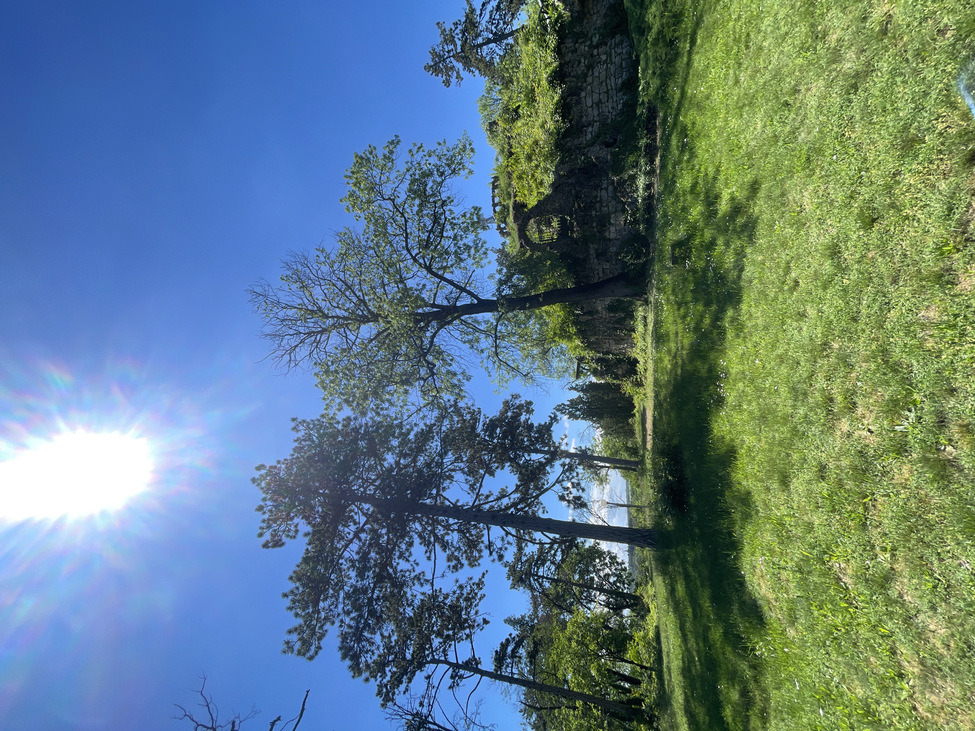 The image shows a sunny outdoor scene in the city of Unknown, Unknown. The sun is visible in the sky, casting a strong glare. Several tall trees are present, some with full foliage and others appearing more bare. Adjacent to the trees is an area of green grass. A stone wall, overgrown with vegetation, is located further in the background.
