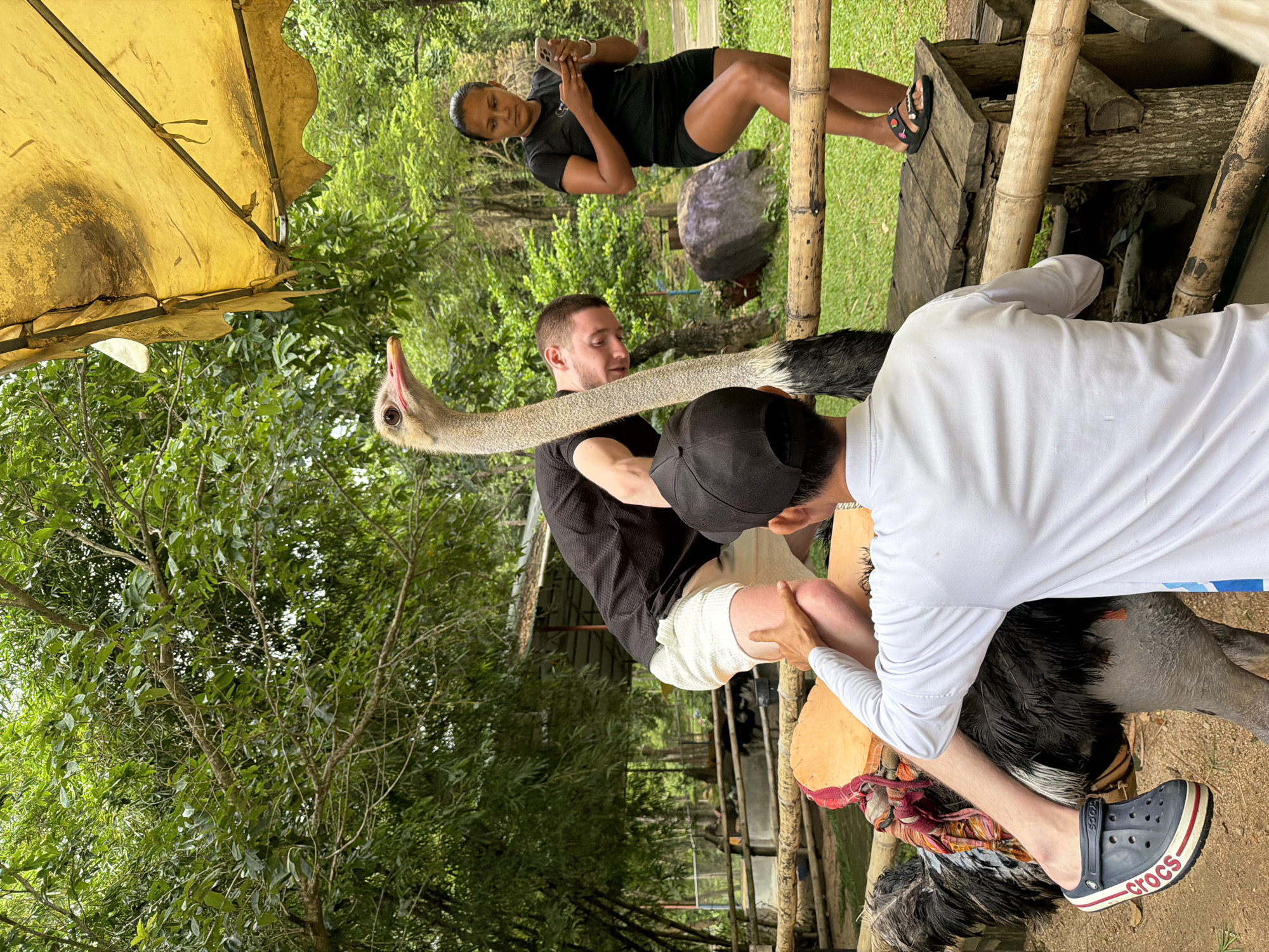 In Khánh Vĩnh, Vietnam, a man is sitting on the back of an ostrich, holding onto its neck for balance. Another person, wearing a black shirt and white shorts, is assisting him, holding his leg to help him mount. A woman in the background, wearing a black t-shirt and shorts, is looking at her phone. The scene is outdoors, with lush green trees surrounding a fenced area. There's a yellow canopy overhead, and bamboo railings are visible throughout the enclosure. The ostrich is saddled with a colorful blanket.