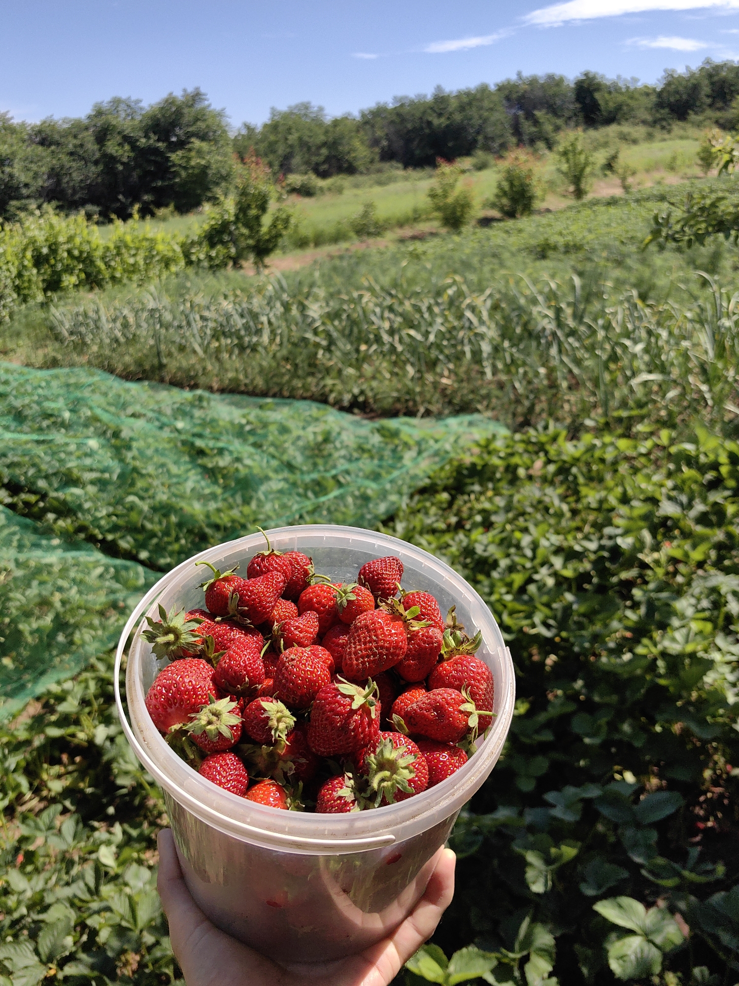 A human hand holds a clear plastic bucket overflowing with ripe red strawberries in the foreground of an outdoor scene. The bucket is positioned in the lower right quadrant of the image. In the background, lush green foliage, including rows of plants and trees, stretches towards a clear blue sky with scattered white clouds. A green net is visible spread over some of the plants. The scene depicts a strawberry field, likely in a rural or agricultural setting. The location is Unknown, Unknown.