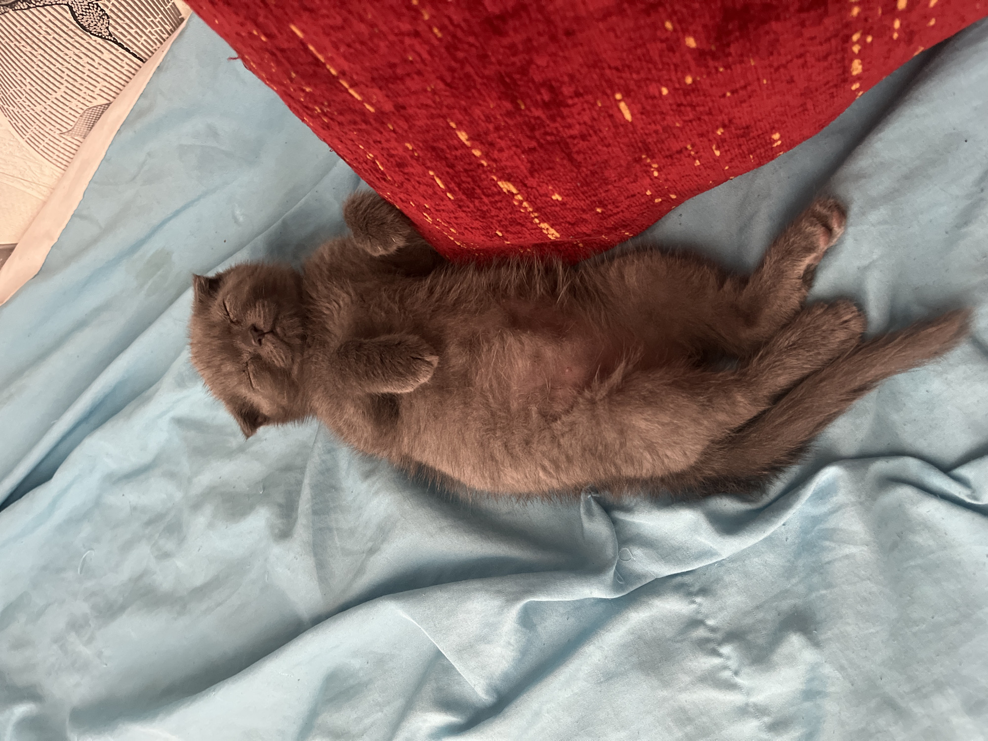 A gray kitten sleeps on a light blue sheet, its belly exposed. A red pillow with yellow speckles is to the kitten's right. The scene is indoors. There are no discernible landmarks or contextual clues to indicate a specific location in Vitsebsk, Belarus.