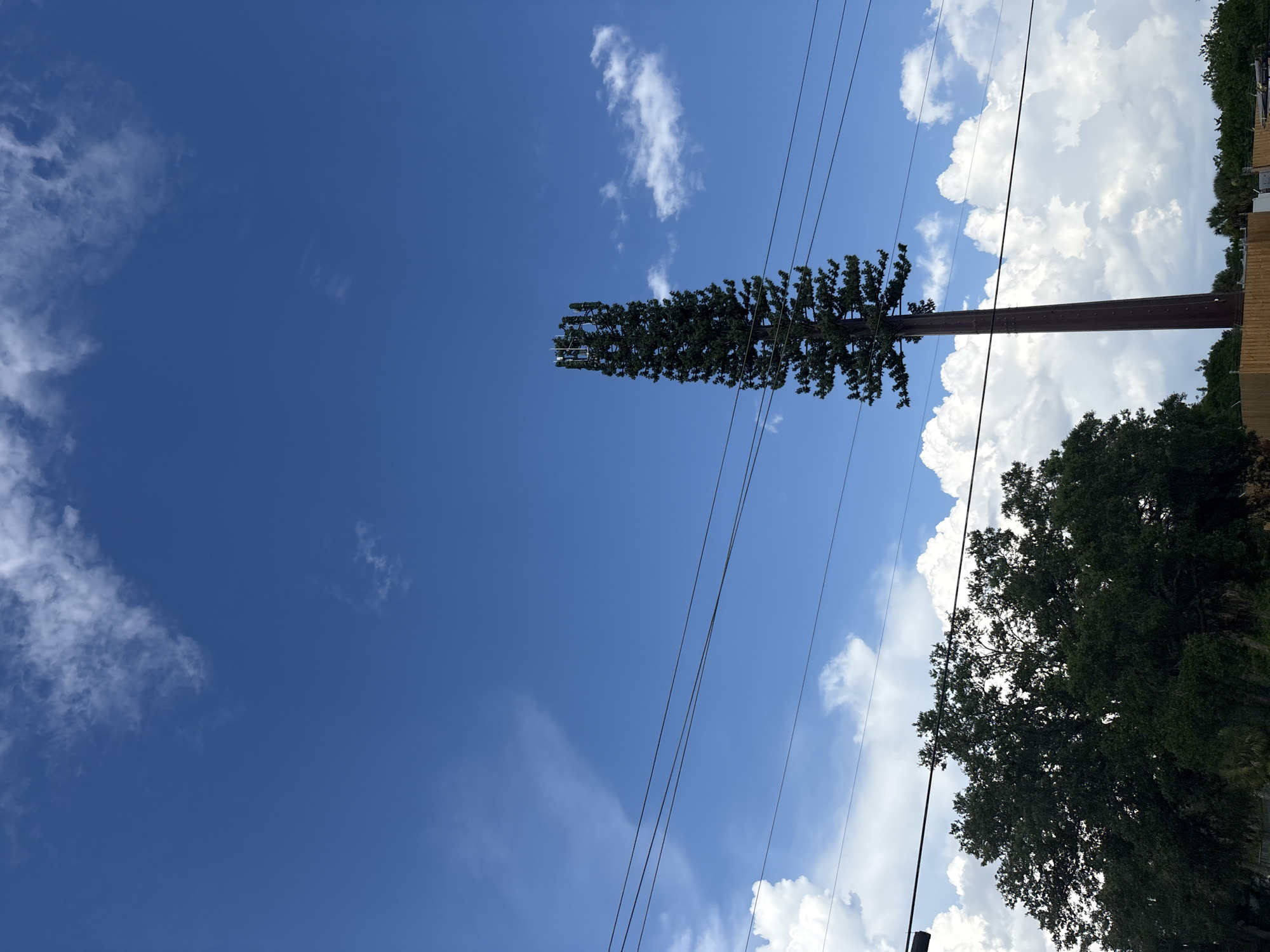 A cellular tower disguised as a tall pine tree stands against a bright blue sky with scattered white clouds. The tree-like tower is positioned to the right of the frame, its dark green foliage and segmented trunk clearly visible. Power lines run horizontally across the middle of the image, intersecting with the tower. To the left of the tower, a large, dense deciduous tree with dark green leaves is visible, partially obscuring the background. In the lower portion of the image, a wooden fence encloses an area, and more greenery, including palm trees, can be seen beyond it. The scene appears to be outdoors, in a suburban or semi-rural area.