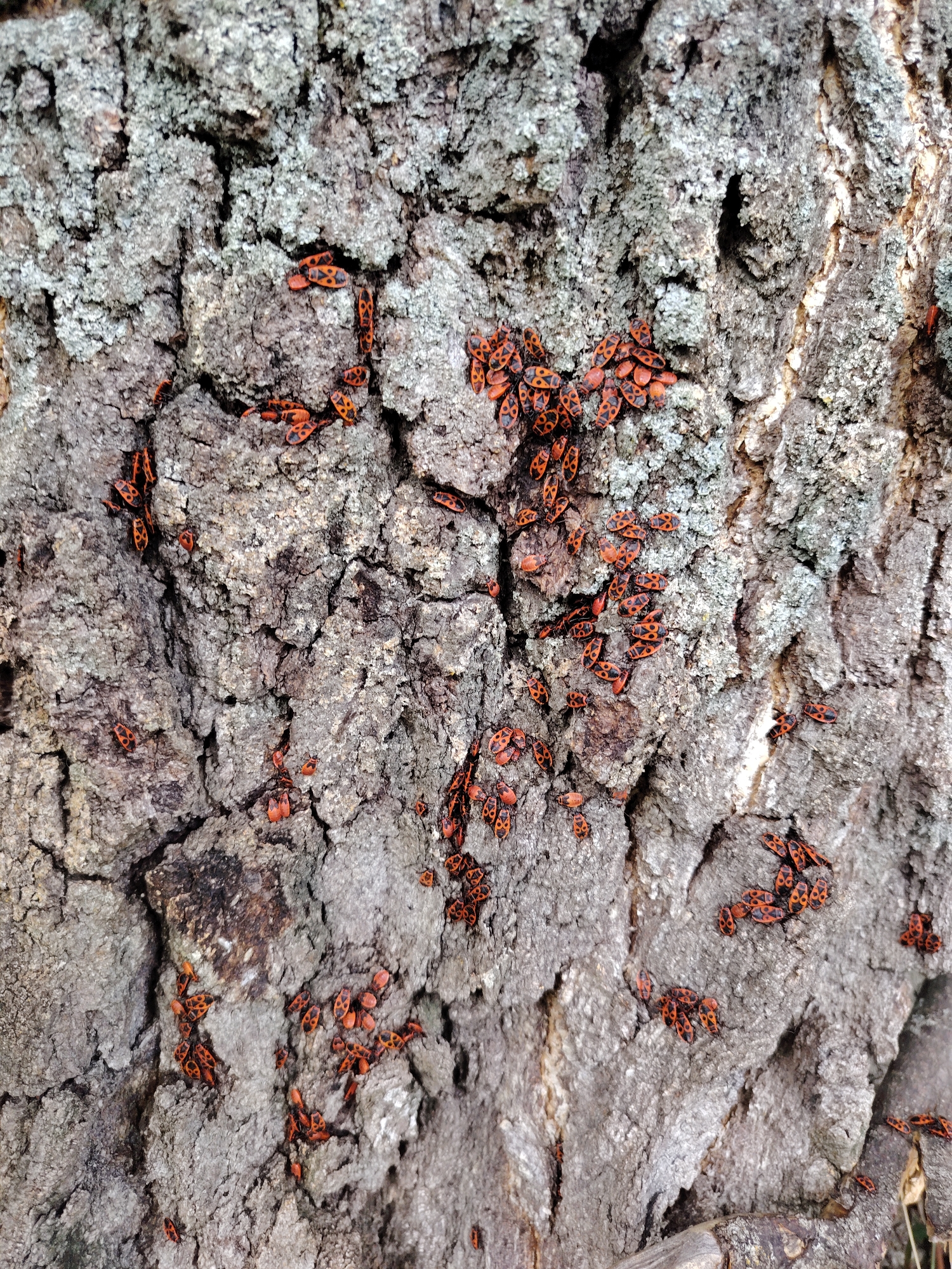 A close-up, eye-level shot shows a dense cluster of red and black insects, identified as Pyrrhocoris apterus (firebugs), on the rough, grey bark of a tree. The firebugs are primarily clustered in the center and right portions of the frame, with smaller groups scattered throughout. Their bodies are oval-shaped with distinctive red markings on a black background. The tree bark exhibits deep crevices and a slightly mossy texture. No people are visible in the image. The scene appears to be outdoors, likely in a natural or park setting, potentially within the city of Konakovo, Russia, given the context. The lighting is even, suggesting overcast conditions or shade.