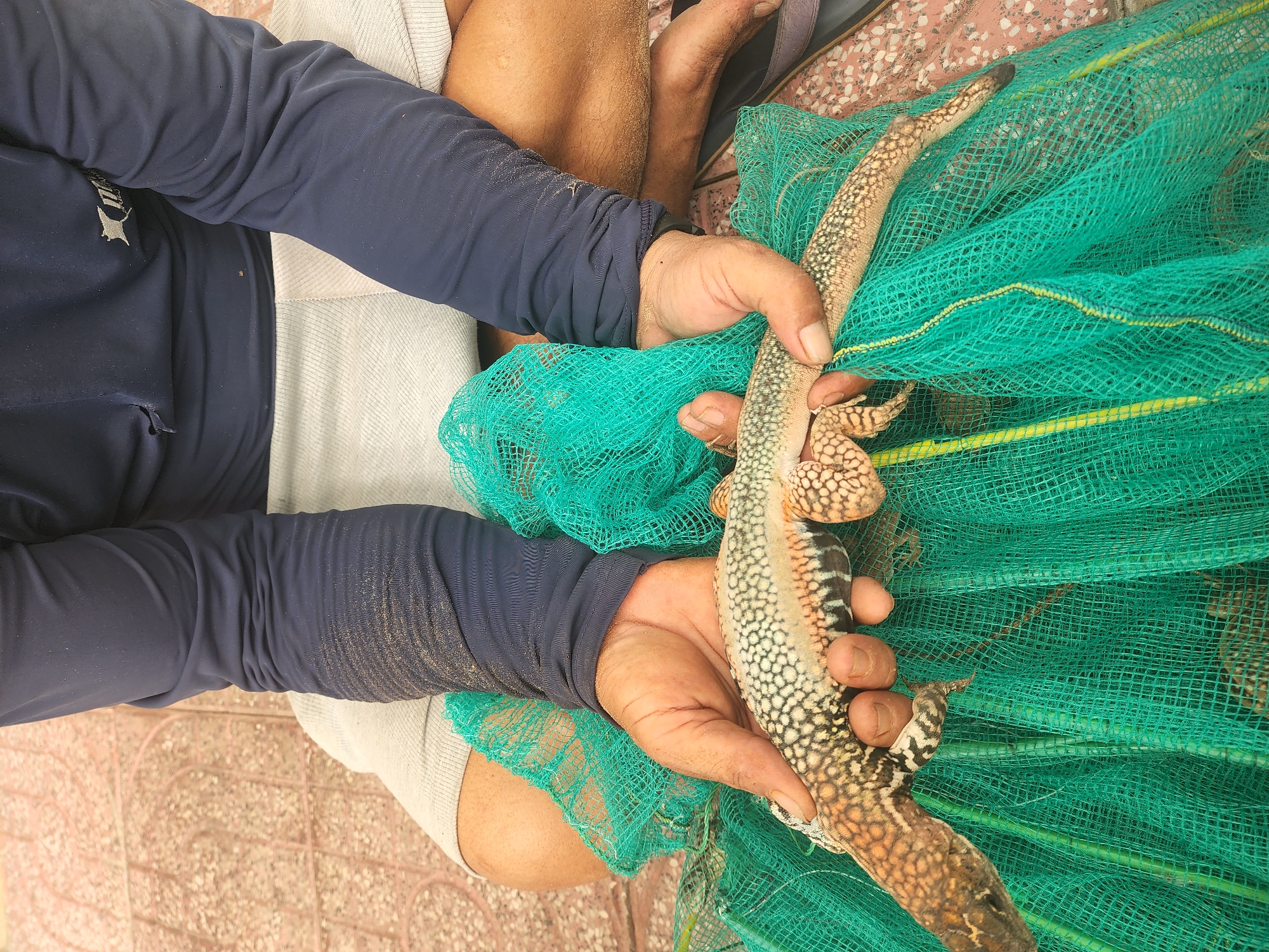 The image shows a person in Phu Thuy Ward, Vietnam, holding a patterned lizard caught in a green net. The person is wearing a dark blue long-sleeved shirt and light-colored shorts. Their hands, one of which is clearly visible, are holding the lizard and the net. The lizard has a light-colored body with dark spots and markings, and its tail is long and slender.
The scene appears to be outdoors, with a tiled surface visible in the lower portion of the image. The lighting suggests it might be daytime, though specific details about the time of day or weather are not discernible. The focus is on the interaction between the person, the lizard, and the net, implying the capture or examination of the reptile. There are no discernible emotional cues or visible text in the image. The surrounding environment is partially visible, hinting at an outdoor setting, possibly near a walkway or paved area.