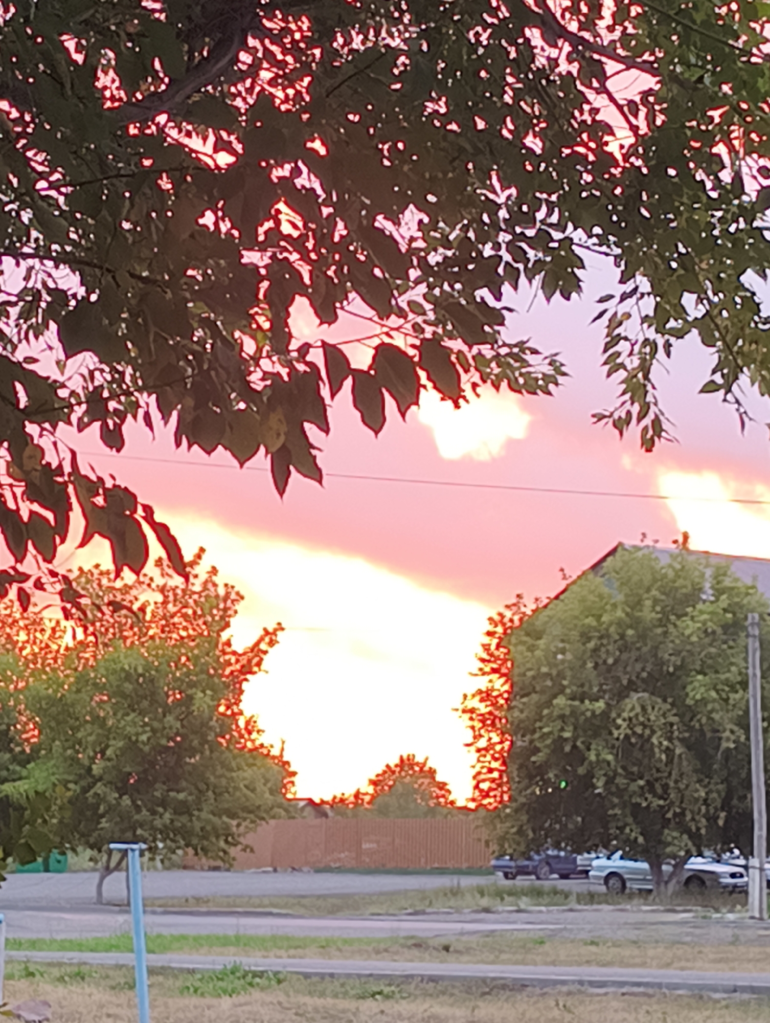 A sunset casts a pink and orange glow across a cloudy sky, framed by the dark silhouettes of tree branches and leaves. In the middle ground, a building with a dark roof is visible behind a large green tree. To the right, a utility pole stands tall. In the foreground, a paved area transitions to dry grass, with several cars parked nearby.