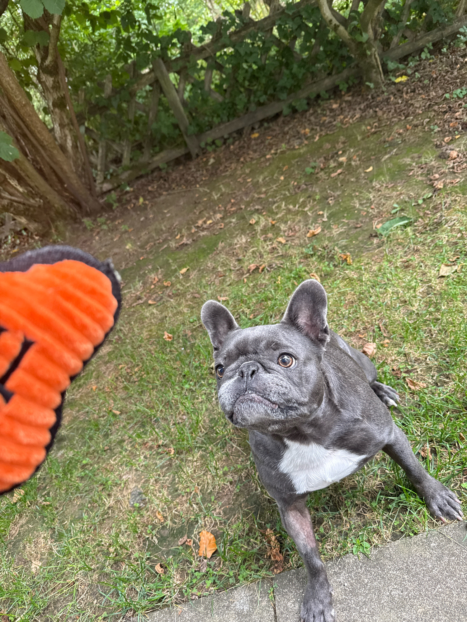 A blue French bulldog lies on the grass in a backyard. The dog is looking up at an orange squeaky toy that is partially visible in the frame. In the background, there is a wooden fence and trees. The scene appears to be in the city of Bad Sachsa, Germany.