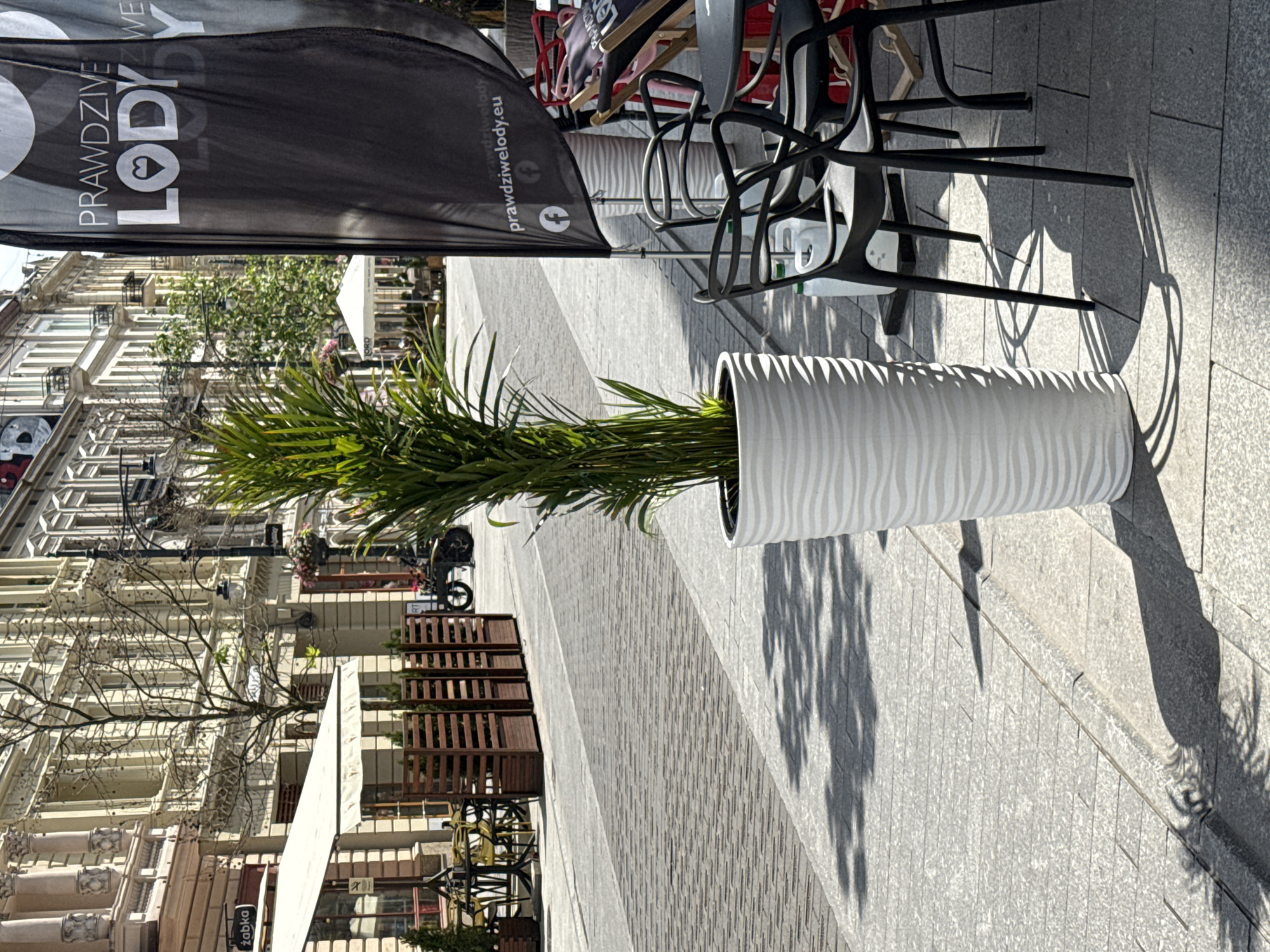 This media file displays an outdoor scene, likely a street or plaza in Łódź, Poland, on a sunny day, indicated by the strong shadows. The image is oriented vertically.
Prominently featured is a large, black flag with white text that reads "PRAWDZIWE LOD", and below that "prawdziwelody.eu" with a Facebook logo. This suggests a business selling ice cream. In front of the flag, and to the right, is a large, white, textured planter with a tall, leafy green plant. Behind the planter and flag, a set of outdoor cafe seating is visible, consisting of black chairs and some wooden tables or benches. Sunlight casts distinct shadows from the chairs and the plant onto the grey, paved ground, which is laid with rectangular stones.
In the background, to the left, is a multi-story building with classic architectural features, including numerous windows and decorative elements, suggesting an older urban environment. Some wooden outdoor seating or dividers are also visible further into the background. A white awning or canopy extends from one of the buildings. The scene is calm, with no people actively visible in the foreground, implying a quiet moment, possibly in the morning or late afternoon given the low angle of the sun.