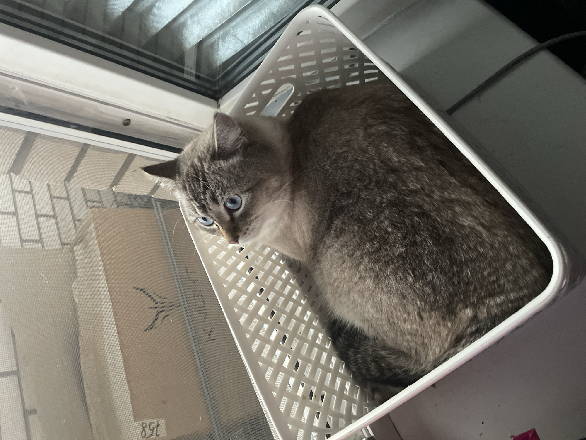 An overhead shot captures a fluffy, grey tabby cat with striking blue eyes nestled in a white plastic basket. The cat is curled up, facing left, with its head tilted slightly upwards. The basket is positioned on a windowsill, partially obscured by a window screen. Behind the screen, a beige cardboard box with the logo "KNIGHT" is visible, along with a brick wall. The window frame and blinds are also present in the background. The scene appears to be indoors, likely in a residential setting. There is no specific indication of the city of Votkinsk, Russia.