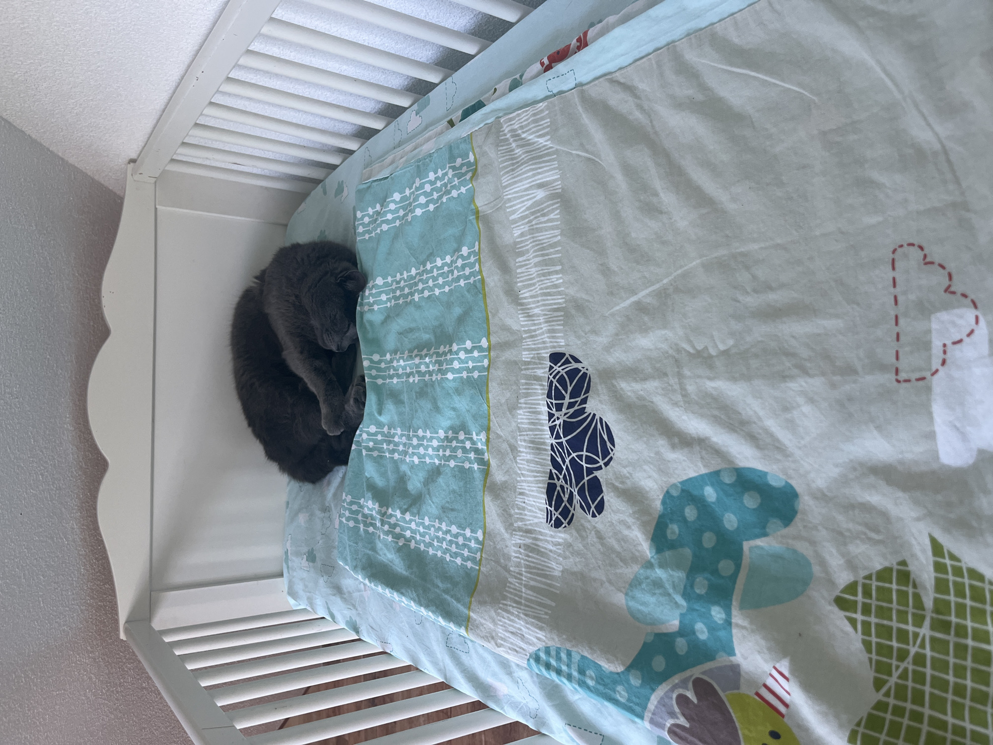 A gray cat is curled up asleep on a bed in a white-painted crib. The bed has a light blue and white patterned sheet. The location is unknown; the text "Polja, Montenegro" cannot be confirmed from the image. The scene depicts a domestic setting, likely indoors.