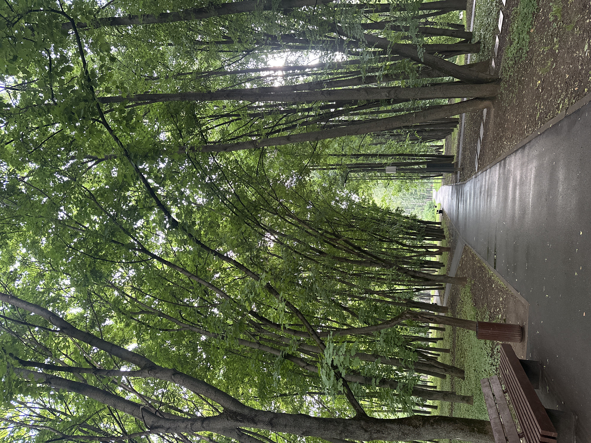 The image shows a paved pathway through a park in Khimki, Russia, lined with tall, leafy trees. The pathway curves gently into the distance. To the left of the pathway, there is a wooden park bench and a brown trash receptacle. The ground surrounding the trees is covered with green foliage and scattered leaves. Sunlight filters through the dense canopy of leaves, creating dappled light on the pathway. The overall scene depicts a serene and natural setting within an urban environment.