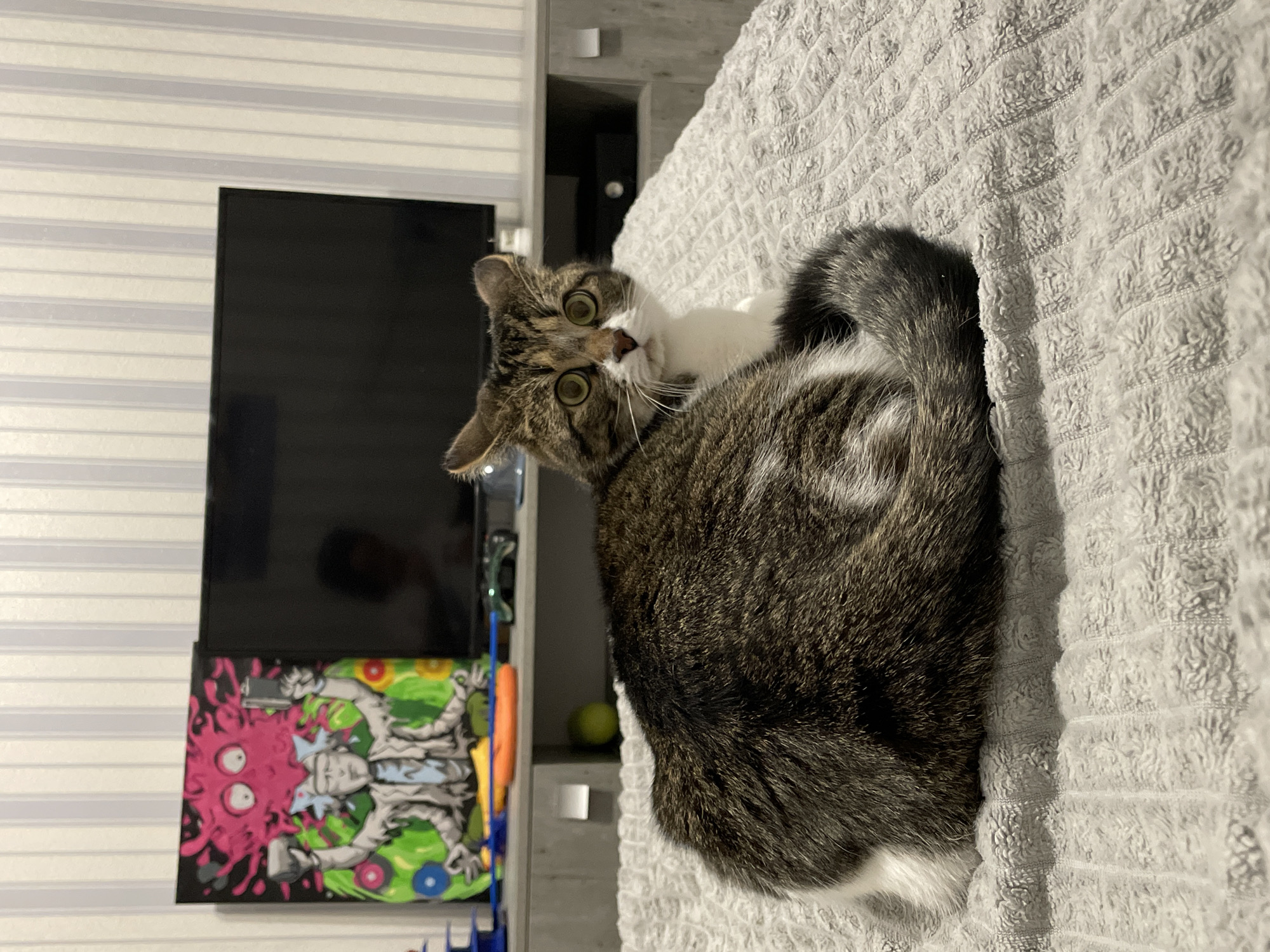 The scene depicts a domestic tabby-and-white cat positioned on a light grey, textured blanket within an interior residential room in Izhevsk, Russia. The cat, facing forward with a wide-eyed gaze, has prominent green-yellow eyes, a pink nose, and whiskers. Its fur is a mix of dark brown, black tabby, and white, with the tail being thick and grey-tabby. In the background, a flat-screen television rests on a grey entertainment unit. To the television's left, a colorful poster or artwork featuring a stylized figure resembling "Rick" from *Rick and Morty* is displayed against a wall with vertical grey and white stripes. Various objects, including blue and orange plastic items, a green ball, and a pair of dark-rimmed glasses, are visible on the entertainment unit. The television screen reflects a blurred human form. No other individuals are present.