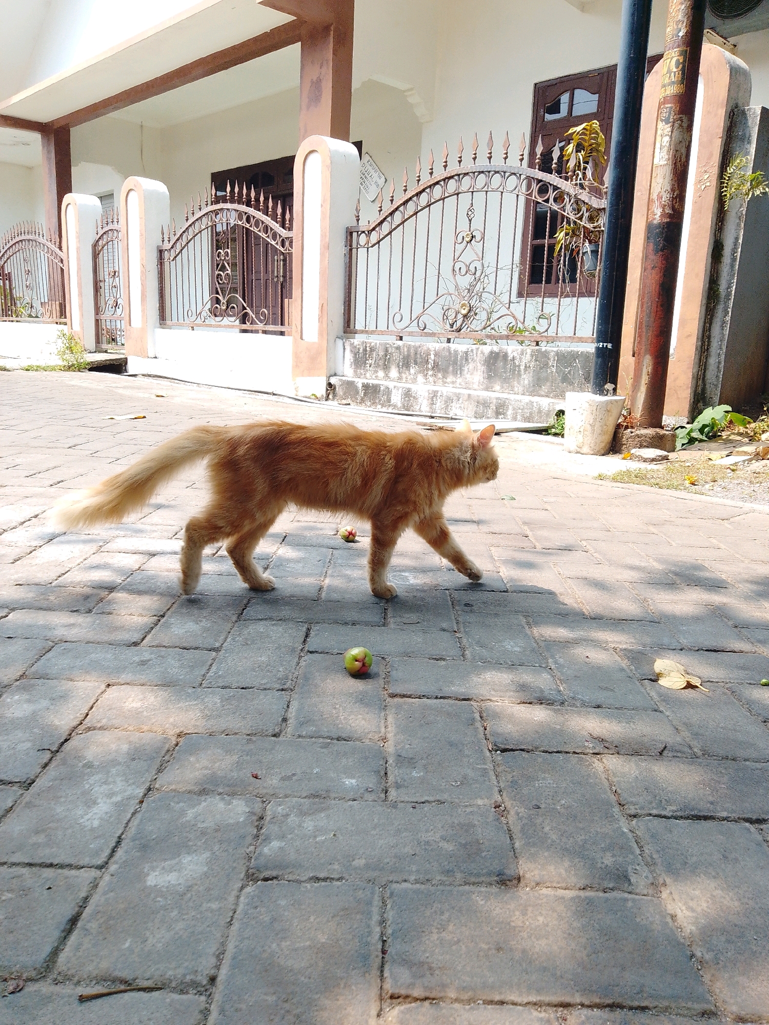 An orange tabby cat walks from left to right across a paved courtyard in front of a building. The cat is in profile, with its tail held high and its fur appearing fluffy. Two green apples are visible on the paving stones near the cat. The building in the background has a light-colored facade with brown trim and a decorative metal fence in front. A utility pole stands to the right of the building. The scene is lit by bright sunlight, casting shadows across the paving stones. The location is identified as Cikal, Indonesia.