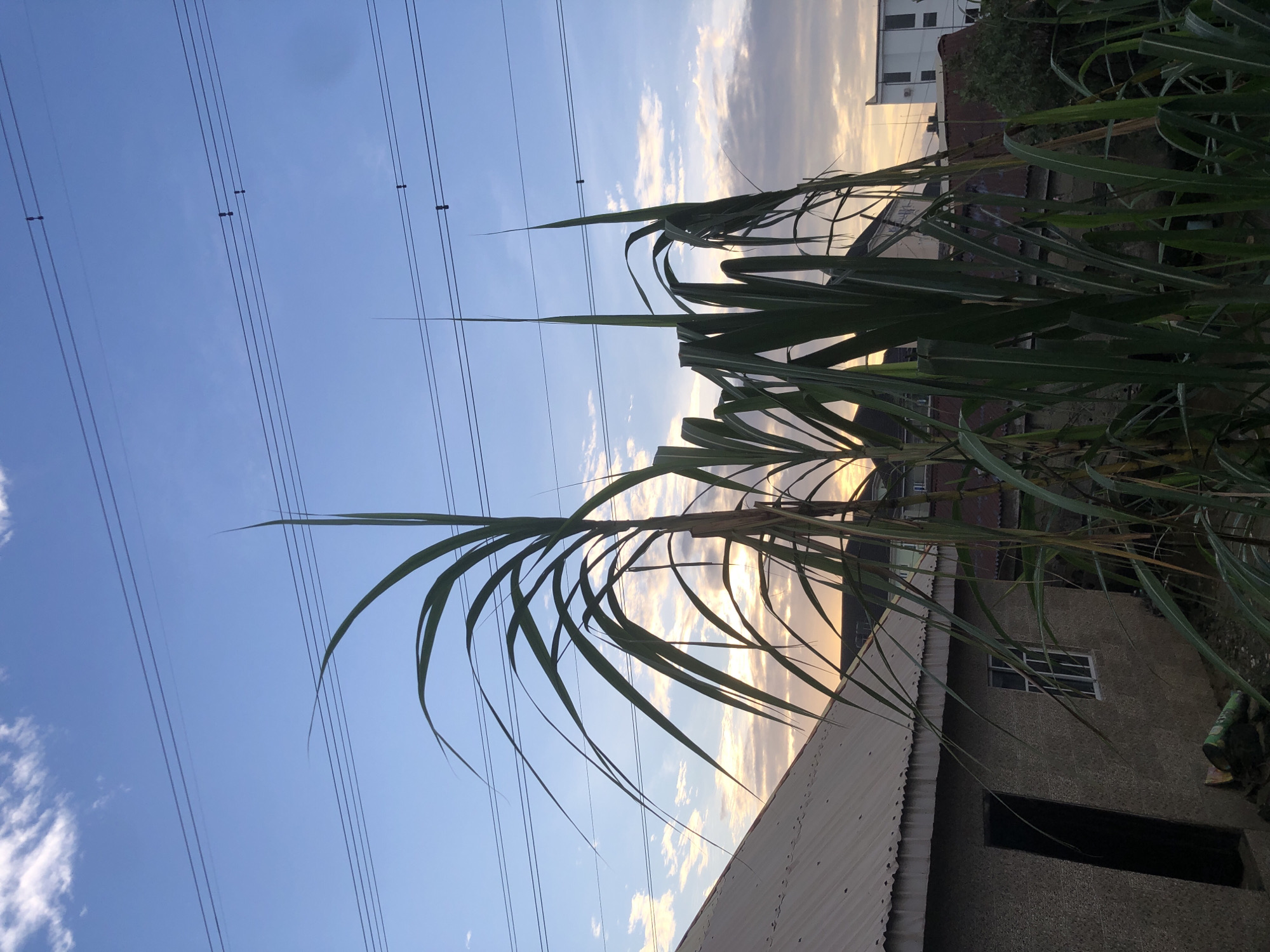 The image depicts a residential scene in Ado, Nigeria, captured during sunset. In the foreground, tall stalks of green sugarcane stand prominently, their long leaves extending outwards. Behind the sugarcane, a modest, textured house with a corrugated metal roof is visible. The house features an open doorway on the left and a window with white framing on the right. In the background, the sky displays a gradient of blue and orange hues, characteristic of sunset, with scattered clouds. Power lines stretch across the sky, supported by poles with insulators. Further in the distance, other buildings with different architectural styles can be observed, suggesting a mixed urban and semi-rural environment within Ado. The overall impression is one of everyday life in a Nigerian city at dusk.