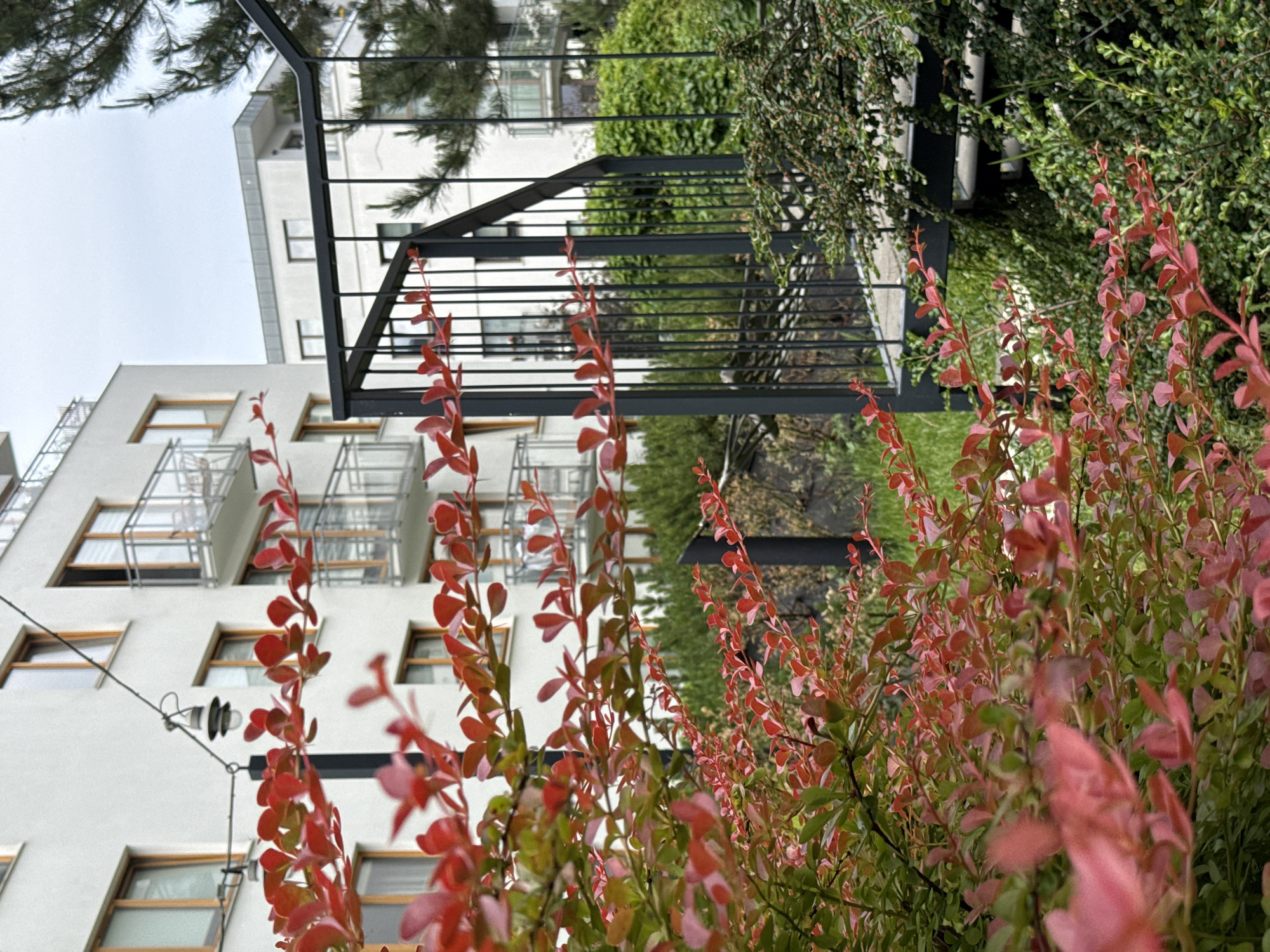 This image captures an outdoor scene in Gdańsk, Poland, with a focus on architectural elements and vegetation. In the foreground, a shrub with vibrant red and green leaves, likely a Japanese Barberry, dominates the lower half of the frame. Behind the shrub, a modern apartment building with white walls and numerous windows is visible. Balconies with glass railings are attached to the building.
To the right of the apartment building, another building with a flat roof and several windows can be seen. A dark metal railing forms a staircase or walkway, leading up towards the apartment buildings. Dense green foliage, possibly more shrubs or hedges, grows around the base of the railing and the buildings, creating a layered effect. The sky is overcast, suggesting a cloudy day. A single black lamppost with a white light fixture is also present, suspended by wires. The scene appears to be a residential area, with a clear emphasis on contemporary architecture integrated with natural elements.