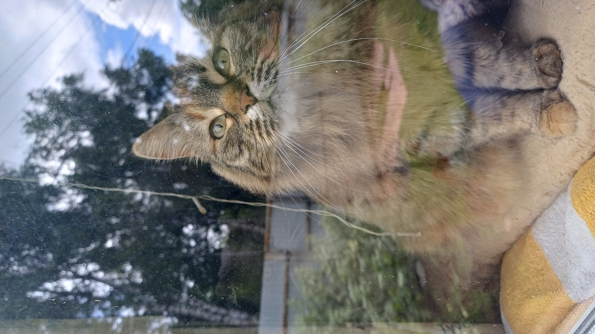 A domestic cat with green eyes and a grey tabby coat is lying on a cushion inside a house, pressed against a window. The window offers a view of trees, a cloudy sky, and external foliage. The location is presumed to be Timokhovo, Russia. The cat's paws are visible resting on the cushion. The glass of the window is slightly smudged.