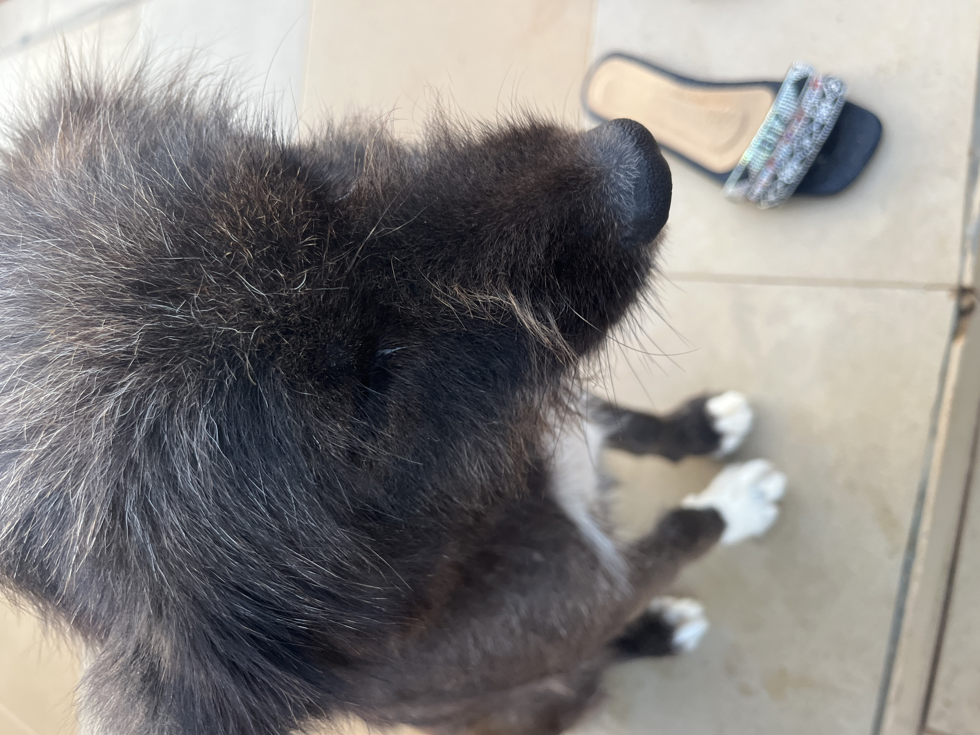 The image shows a close-up of a black and white dog with fluffy fur. The dog's head is in focus, with its nose pointed downwards. To the right of the dog, a dark blue sandal with a decorative strap is visible. The background appears to be an outdoor tiled surface, possibly a patio or walkway, in a bright, outdoor setting. The scene is consistent with an outdoor setting in Jos, Nigeria.