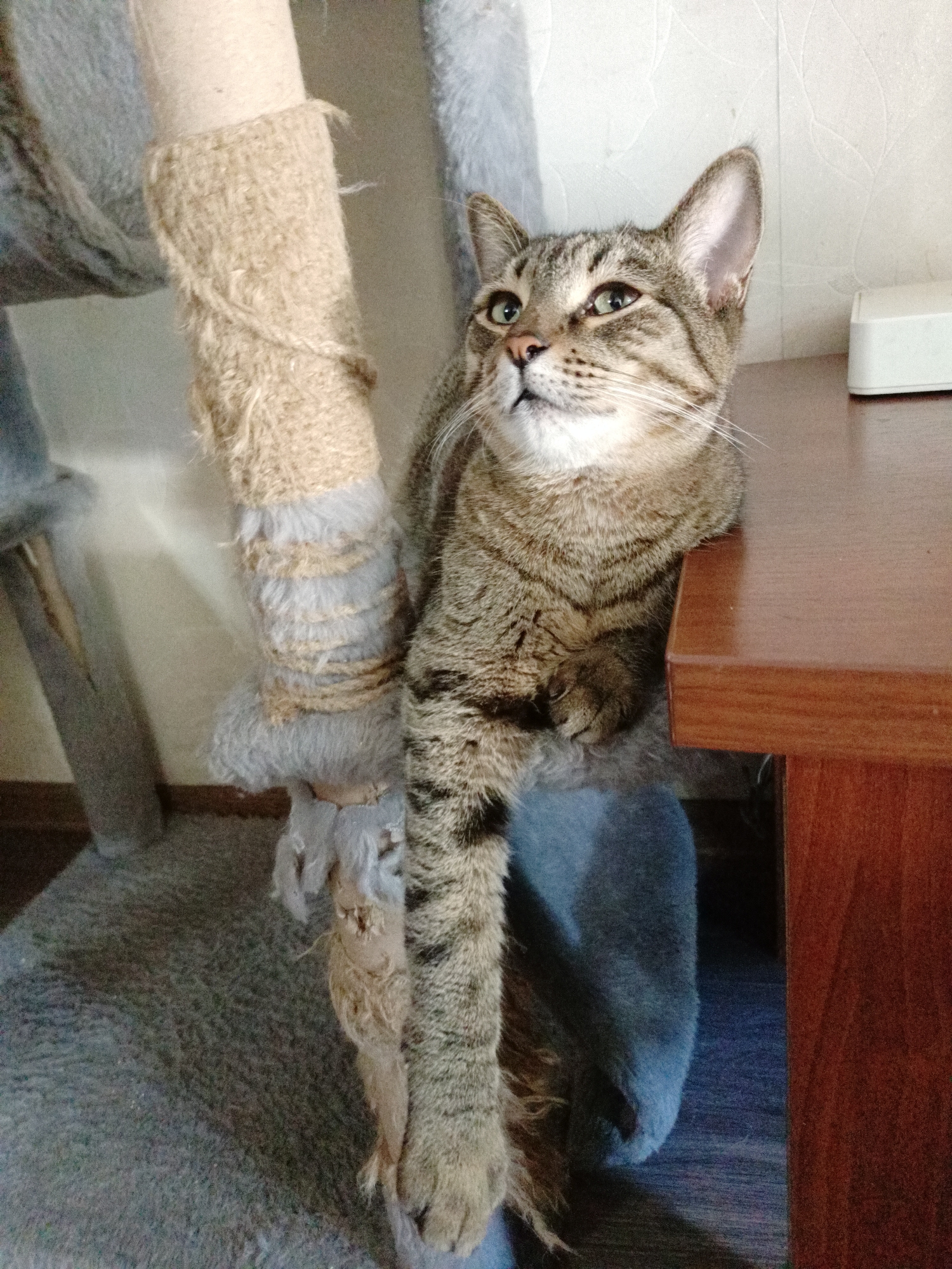 A tabby cat is perched on a scratching post next to a wooden desk. The cat is looking upwards and to the left, with its front paws resting on the desk. The scratching post is wrapped in rope and gray fabric, and it appears to be part of a larger cat tree. The desk is made of dark wood and has a white object on it, possibly a router or modem. The background is a wall with a textured pattern. The scene is indoors and appears to be in a residential setting. The image does not provide any information that would allow for its location in Almaty, Kazakhstan.