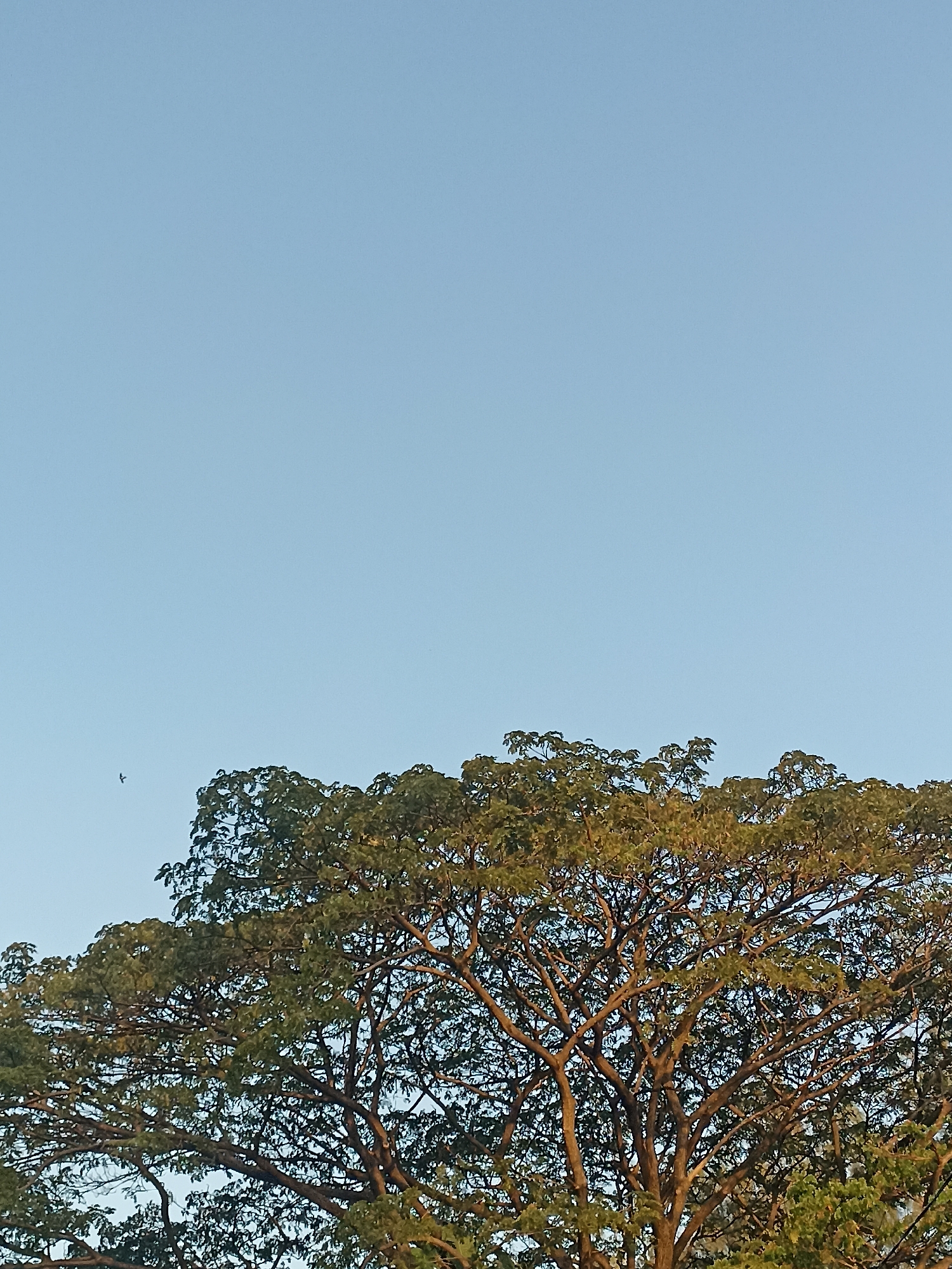 The image shows a large tree with green leaves against a clear blue sky. A small bird is visible flying in the distance on the left side of the image. The scene is likely outdoors, possibly in a park or natural area within Dapur, Indonesia. The lighting suggests it is daytime, likely during the late afternoon or early morning due to the warm tones in the tree canopy. There are no people or man-made structures prominently featured in the frame.