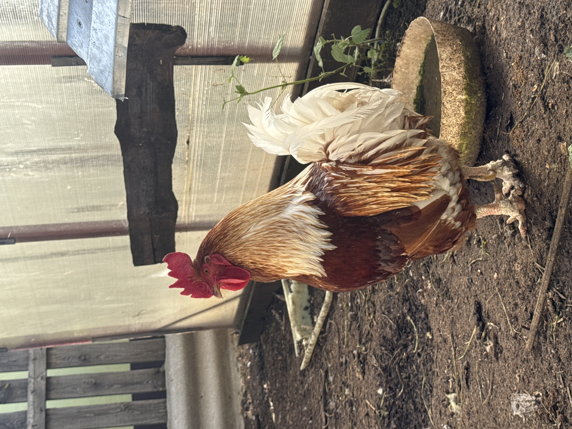 The image, captured in Chaikovsky, Russia, presents a medium shot of a majestic rooster standing on bare dirt ground within a semi-enclosed space. The rooster is the primary subject, displaying vibrant plumage consisting of a prominent red comb and wattle, white tail feathers, and a body adorned with shades of golden-brown and darker reddish-brown feathers. Its strong, scaled legs are clearly visible as it stands.
The setting appears to be a functional animal pen or shed. Overhead, a translucent corrugated panel, likely a roof or wall, allows diffused daylight to enter. A distinct dark shadow of a wooden beam or post is cast across this panel, indicating a bright light source. In the background, a section of a wooden fence or structure is partially visible, alongside another corrugated sheet and a metallic fixture. On the ground, behind the rooster, a round, textured feeder or water bowl, possibly made of concrete or ceramic, contains some dark material. Sparse green foliage and weeds are scattered on the dirt and along the perimeter. The time of day is clearly daytime, characterized by bright light and defined shadows, suggesting sunny weather. The rooster appears to be observing its surroundings, possibly looking for food on the ground. There are no people or visible text in the image.