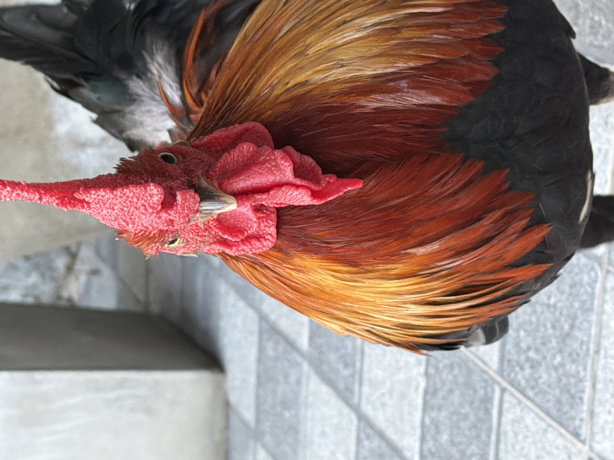 A close-up, eye-level shot features a rooster with vibrant red comb and wattle, and feathers in shades of orange, red, and black. The rooster is positioned centrally, facing forward, with its head slightly tilted. The background consists of a grey tiled floor and a blurred concrete structure on the left, suggesting an outdoor urban setting. The lighting is natural and bright, casting subtle shadows. The image's focus is sharp on the rooster's head and upper body.