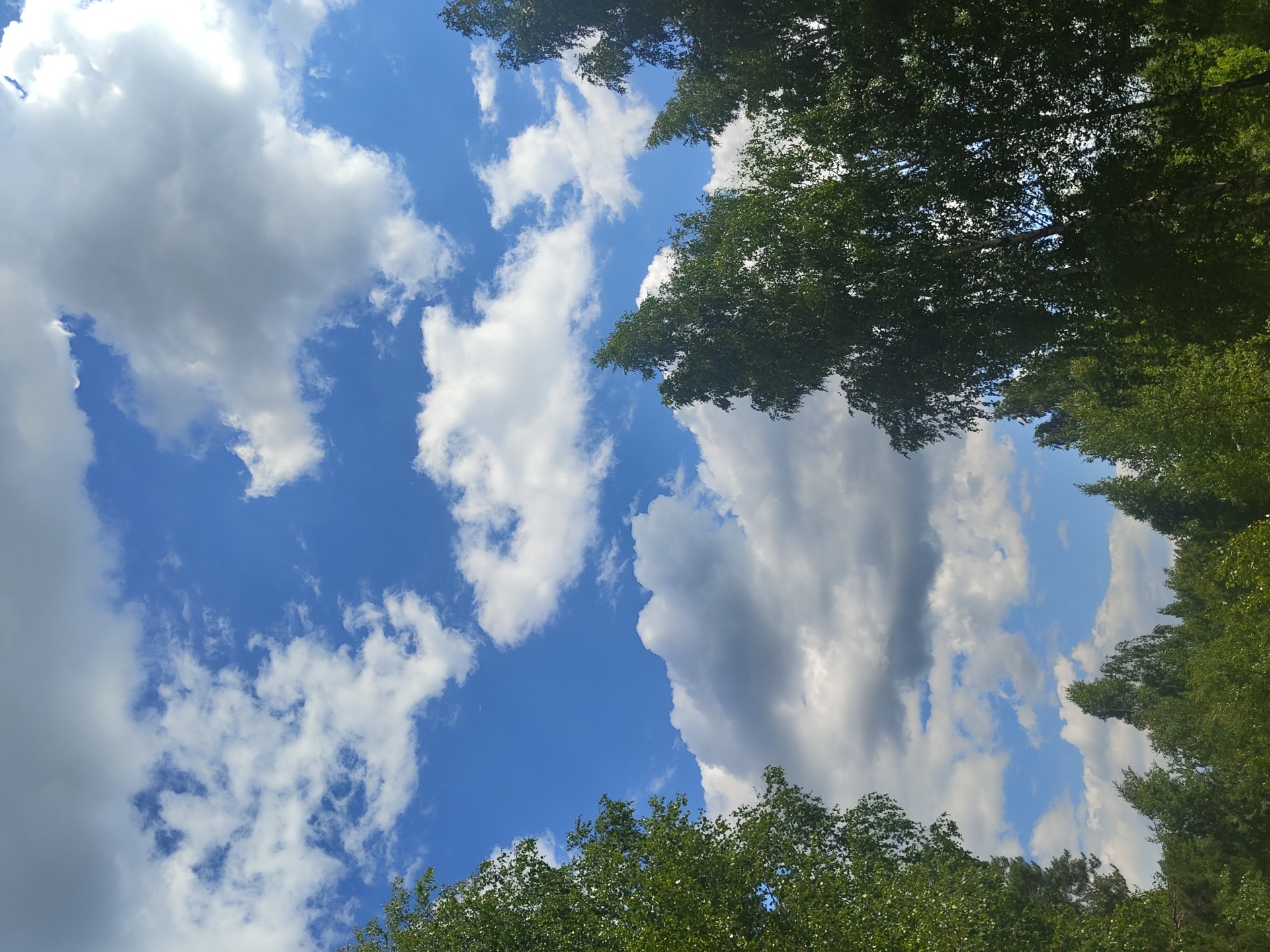 The image shows a clear blue sky with scattered white and grey clouds. In the foreground, several tall, leafy green trees are visible, with some branches extending into the frame. The trees appear to be deciduous, with a dense canopy of leaves. The lighting suggests it is daytime. The image appears to be taken from a low angle, looking up at the sky and the tops of the trees. This scene is consistent with an outdoor environment, possibly a park or a wooded area in or near Цибино, Russia. There are no people, animals, or man-made structures clearly identifiable in the image.
