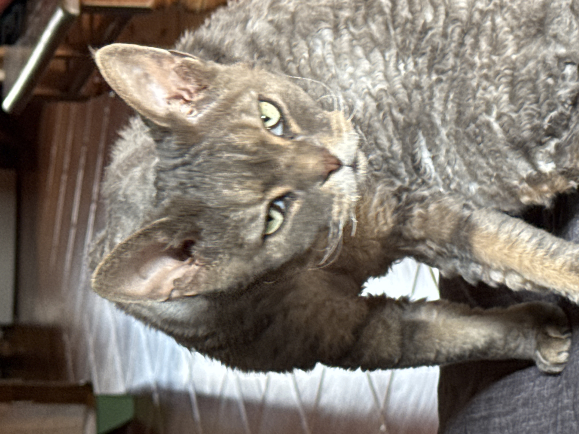 This is a close-up, portrait-style photograph of a grey tabby cat. The cat's fur is curly, indicative of a breed like a Devon Rex or Cornish Rex. It is lying on its side, with its head turned towards the camera, looking directly at the viewer. The cat has green eyes and a pink nose. The background is blurred, but appears to be an indoor setting, possibly a room with wooden furniture and a textured surface beneath the cat. There are no people visible, nor any text. The lighting suggests it could be daytime, but the precise time of day or weather conditions are not discernible. The cat's expression appears calm and alert.