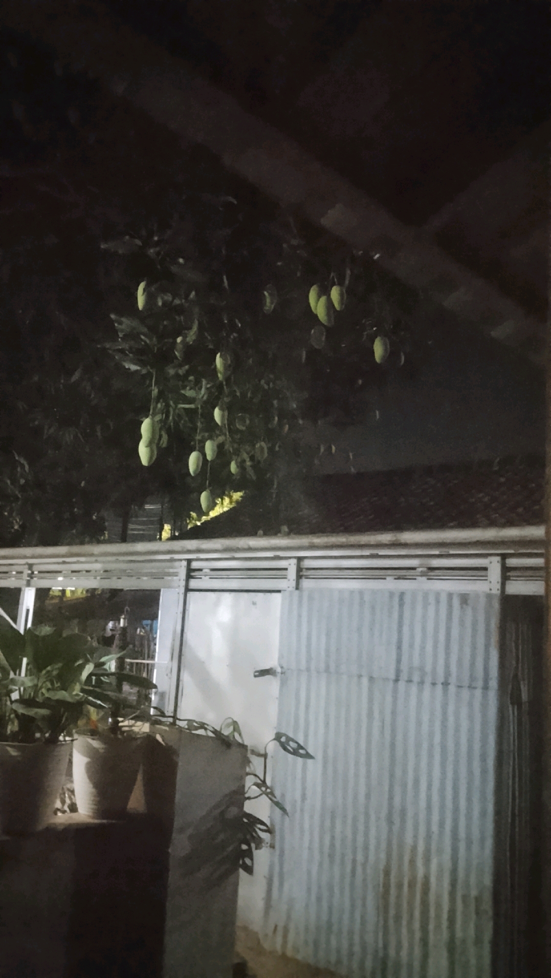 The image captures a night scene featuring a mango tree laden with green mangoes, partially obscured by a dark roof structure. Below the tree, a corrugated metal wall is visible, adorned with potted plants. The lighting suggests an outdoor setting, likely a residential or backyard area in Ujungrusi, Indonesia, given the presence of mangoes and local building materials. There are no people or animals visible in the frame. The overall impression is one of a tranquil, domestic environment at dusk or nighttime.