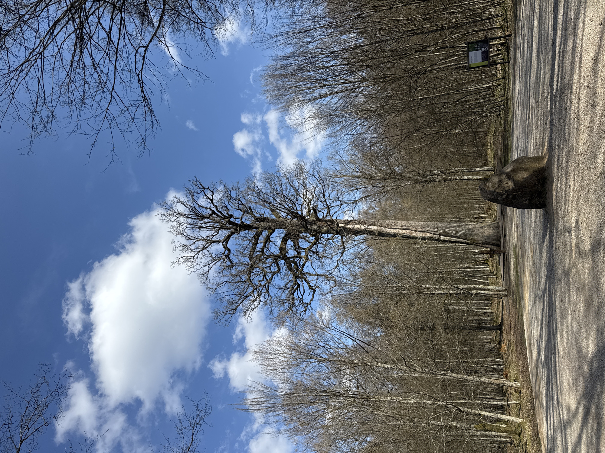 The image is a landscape view in what appears to be a park or forest in Шарашэўскі сельскі Савет, Belarus. The perspective is tilted and looks up towards the sky. Dominating the scene are numerous bare trees indicating it is likely winter or early spring. A large, old tree with sprawling branches is centrally positioned. The sky is blue with scattered white clouds. A paved road or path runs to the right side of the image, featuring a large rock or boulder next to it. A small sign can be seen near the treeline. No people are visible. The environment appears peaceful and natural.