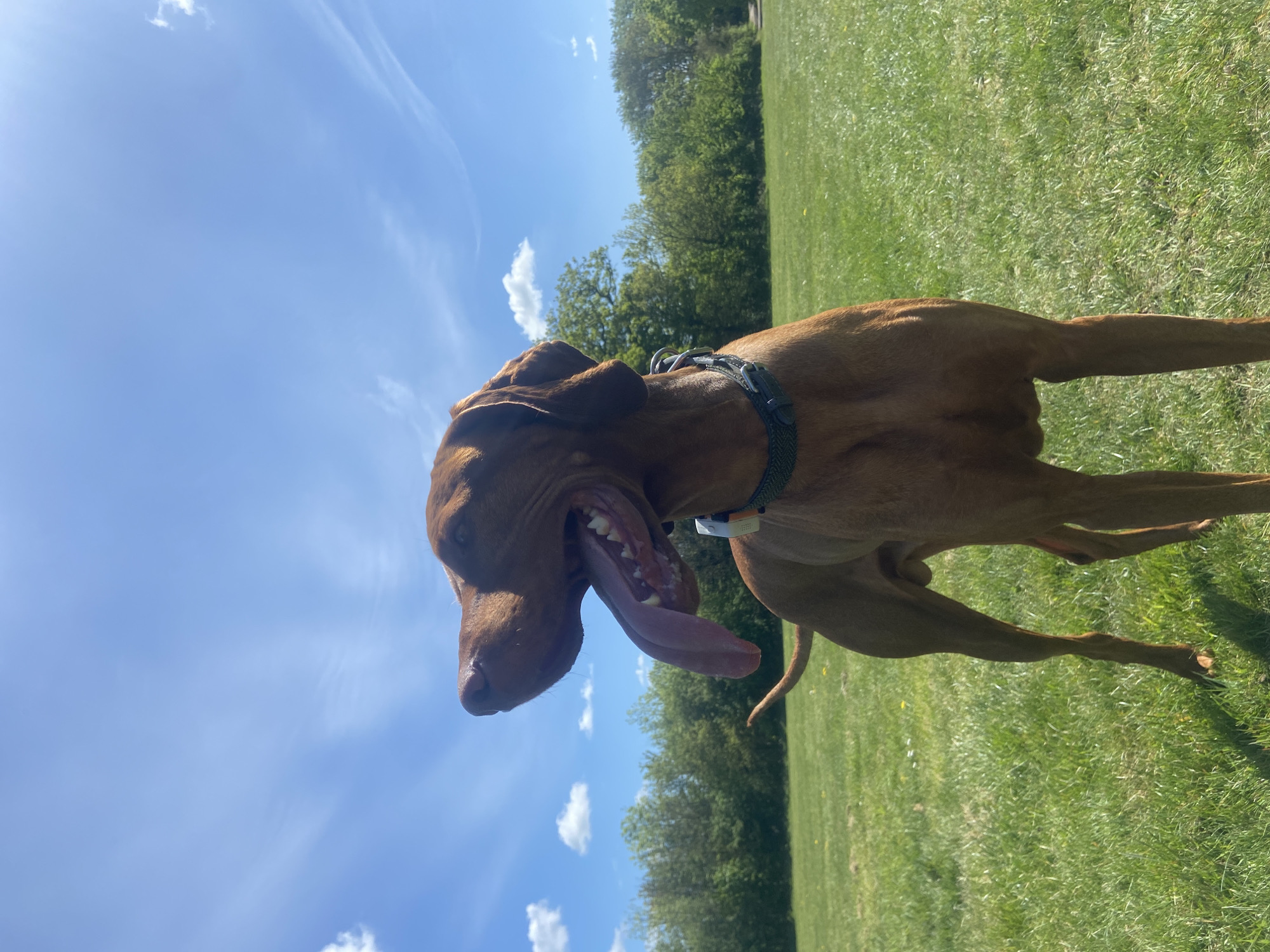 A Vizsla dog with a long pink tongue is panting in a grassy field. The dog is wearing a collar. The sky is blue with scattered white clouds. Trees are visible in the background. The location cannot be determined.
