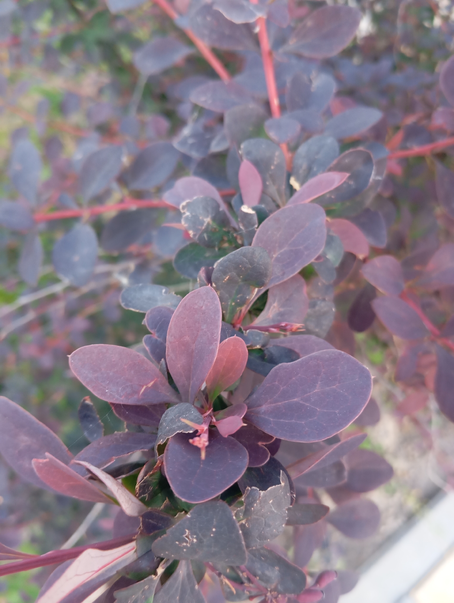 A close-up, vertical, eye-level shot shows a cluster of dark purple leaves and thin red stems of a bush. The leaves are ovate with pointed tips and visible veins. Some leaves show signs of damage, with torn or frayed edges. In the background, out of focus, is a hint of green foliage and a pale, blurred surface that could be a path or ground cover. The scene is set outdoors, likely in a garden or park, as suggested by the natural elements. The image was captured in Sofiivska Borshchahivka, Ukraine.