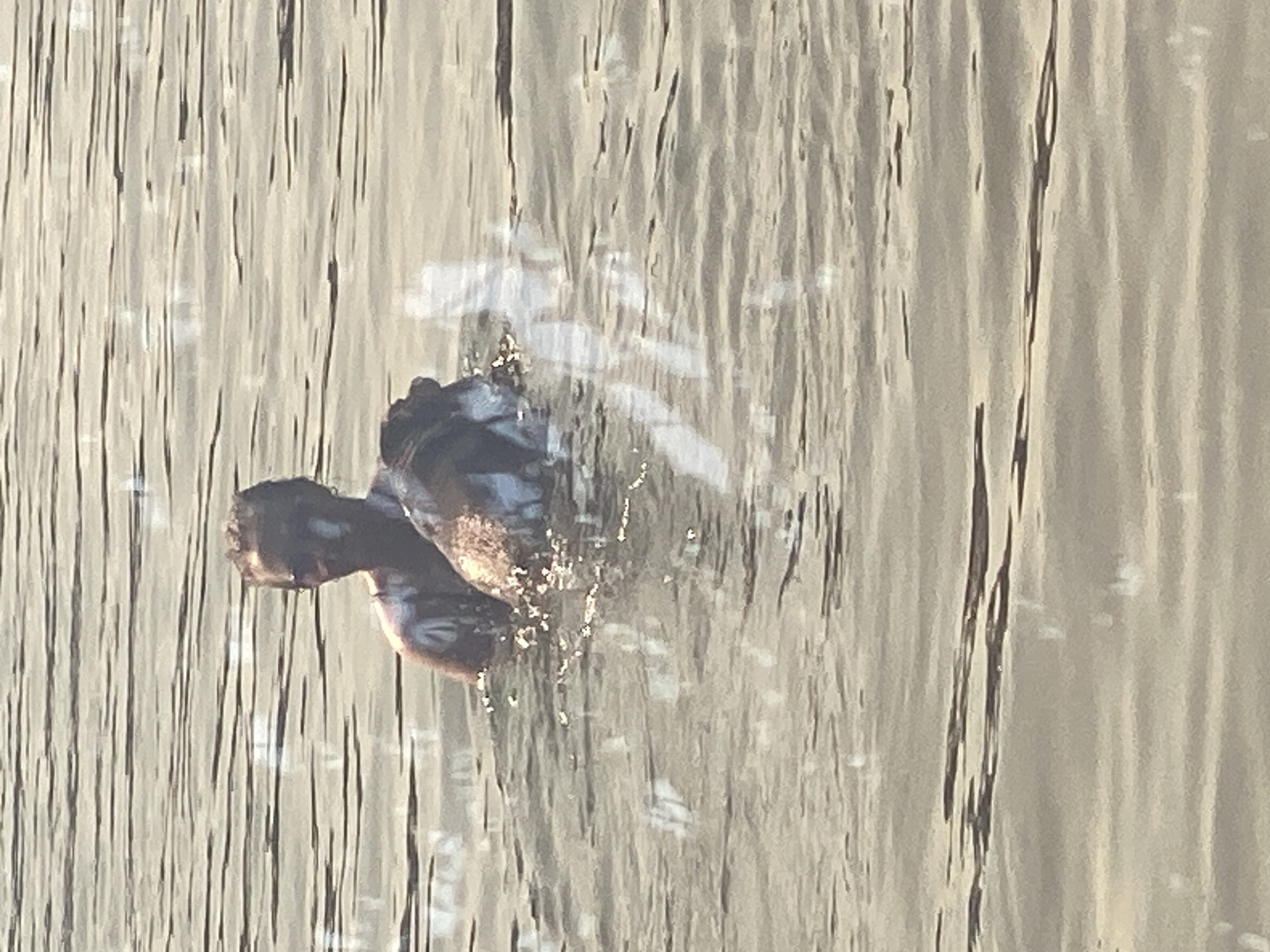 The image shows a person and a dog in the water. The person is wearing a light-colored t-shirt. The dog appears to be brown and white. They are in a body of water with ripples on the surface. The lighting suggests it is daytime, possibly late afternoon or early morning due to the angle of the sun creating highlights on the water. There is no visible indication of the location being in Novokuznetsk, Russia.