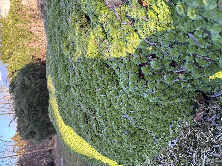 The image depicts an outdoor garden scene in Koshelevichi, Russia, under natural daylight. The primary subject is a large, mounded area densely covered with vibrant green, low-growing plants, characterized by numerous tightly packed rosettes. A distinct curved band of bright sunlight illuminates the upper-left portion of this plant mound, contrasting with shadowed areas. In the mid-ground, behind the plant mound, a substantial, dark green evergreen shrub is visible, casting a shadow. To the left of this shrub, a section of a metal arch structure is partially visible. Further to the right in the mid-ground, additional evergreen foliage and some bare branches are present. A faint, light-colored structure is discernible in the far background beneath a clear sky. The immediate foreground, on the bottom-left, features an area of sparse, dry grass and plant debris, including dried leaves and small twigs. No individuals or animals are present in the scene.