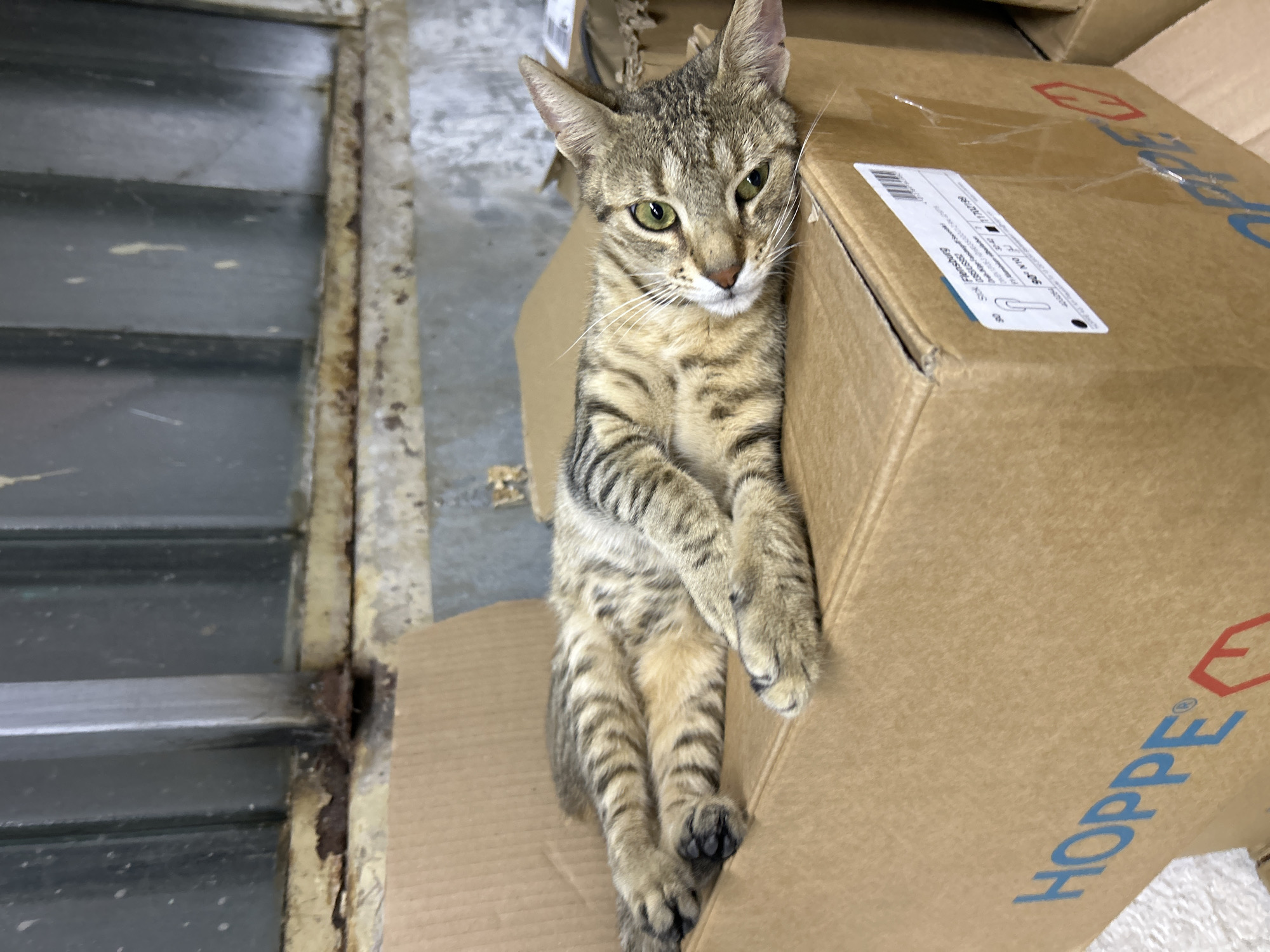 A tabby cat is lounging on a stack of cardboard boxes in what appears to be an indoor industrial setting. The cat is positioned on its side, leaning against a large brown box, with its front paws crossed. Its striped fur is a mix of brown, black, and tan, and its green eyes are open and looking towards the camera.
The boxes are stacked in a way that suggests a storage area or warehouse. One of the boxes prominently features a logo with the word "HOPPE" in blue lettering and a red symbol. Another box has a white shipping label with text and a barcode.
To the left of the boxes, there is a dark, slatted structure that could be a window or a ventilation grate. The background is out of focus but seems to be a concrete floor. The lighting is natural and appears to be from an overhead source, indicating it's likely daytime. There are no people visible in the frame, and the cat appears relaxed and comfortable in its surroundings. The overall impression is one of a quiet, perhaps slightly neglected, industrial space where a cat has made itself at home.